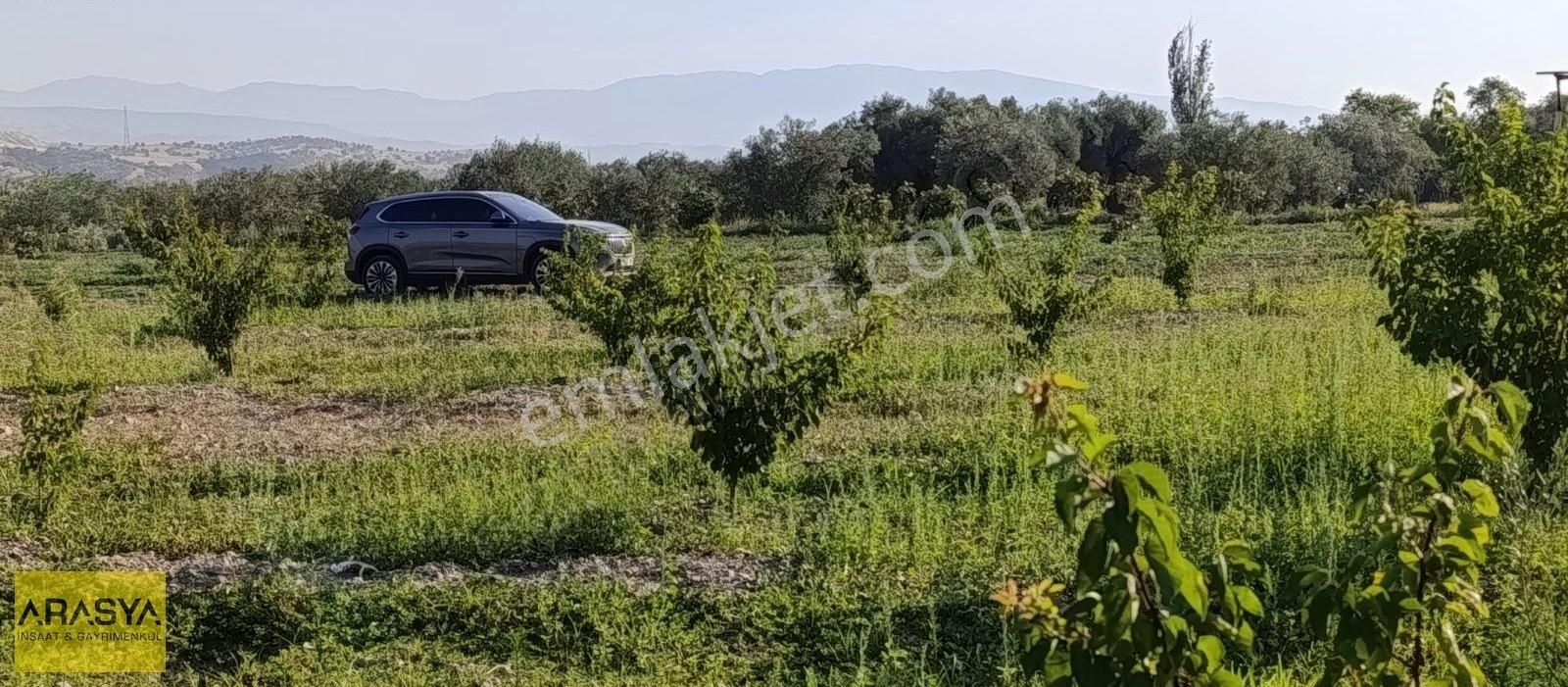 Buharkent Feslek Te İncir Kayısı Bahçesi Elektrik Su Mevcut - Görsel 26