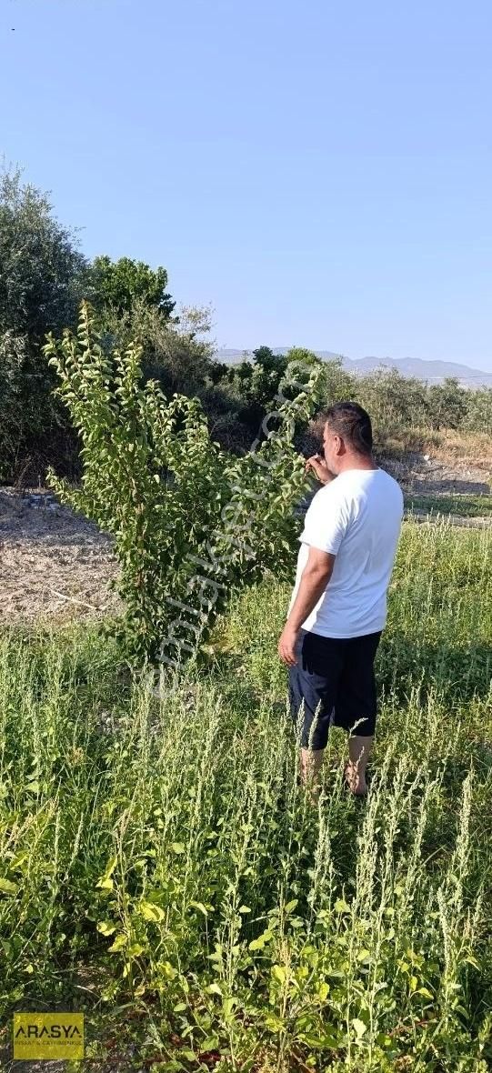 Buharkent Feslek Te İncir Kayısı Bahçesi Elektrik Su Mevcut - Görsel 9