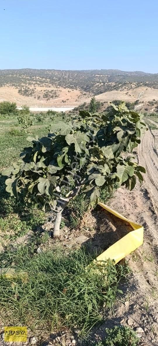 Buharkent Feslek Te İncir Kayısı Bahçesi Elektrik Su Mevcut - Görsel 22