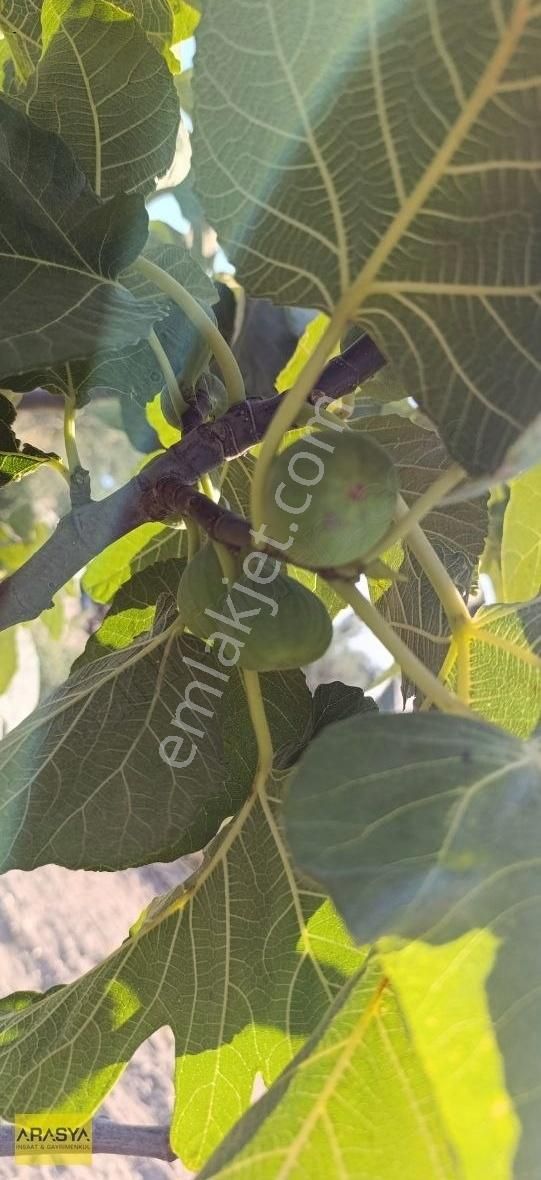 Buharkent Feslek Te İncir Kayısı Bahçesi Elektrik Su Mevcut - Görsel 4