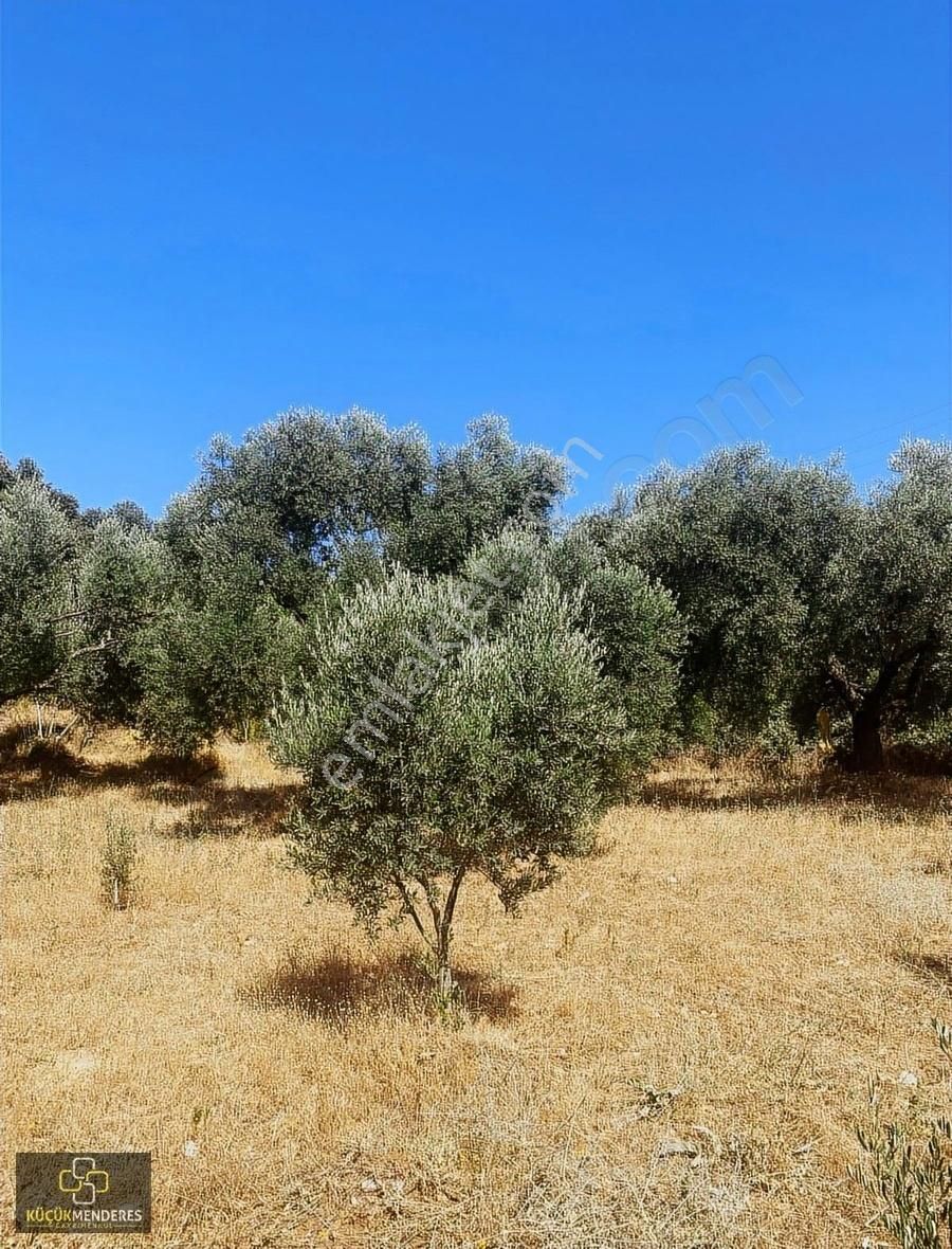Küçük Menderes'ten Kiraz Çayağzı Mah. Satılık Zeytin Bahçesi - Görsel 3