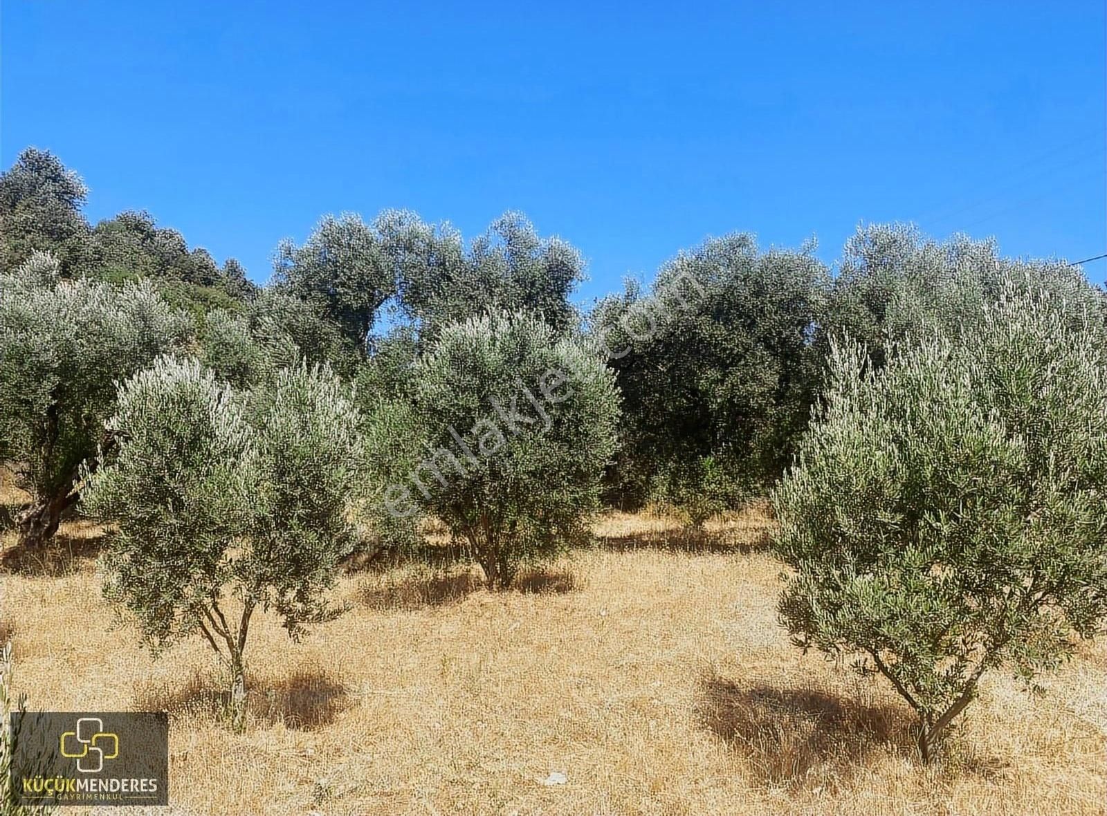 Küçük Menderes'ten Kiraz Çayağzı Mah. Satılık Zeytin Bahçesi - Görsel 5