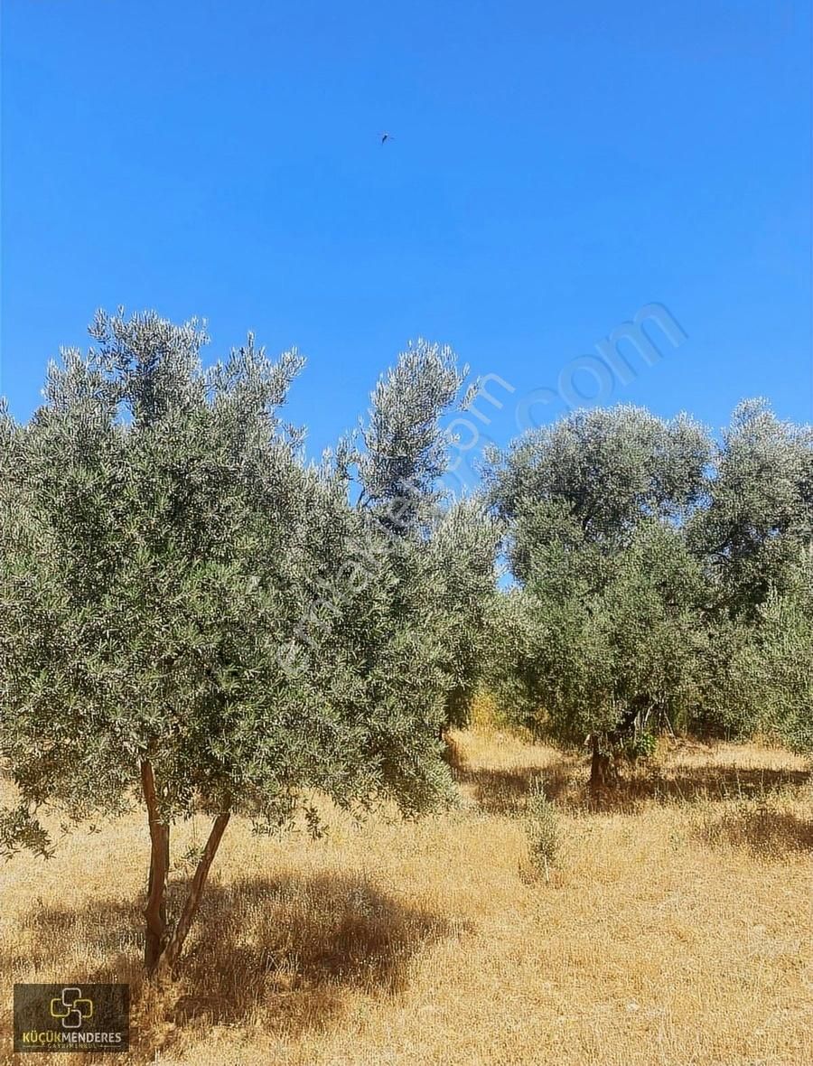 Küçük Menderes'ten Kiraz Çayağzı Mah. Satılık Zeytin Bahçesi - Görsel 2