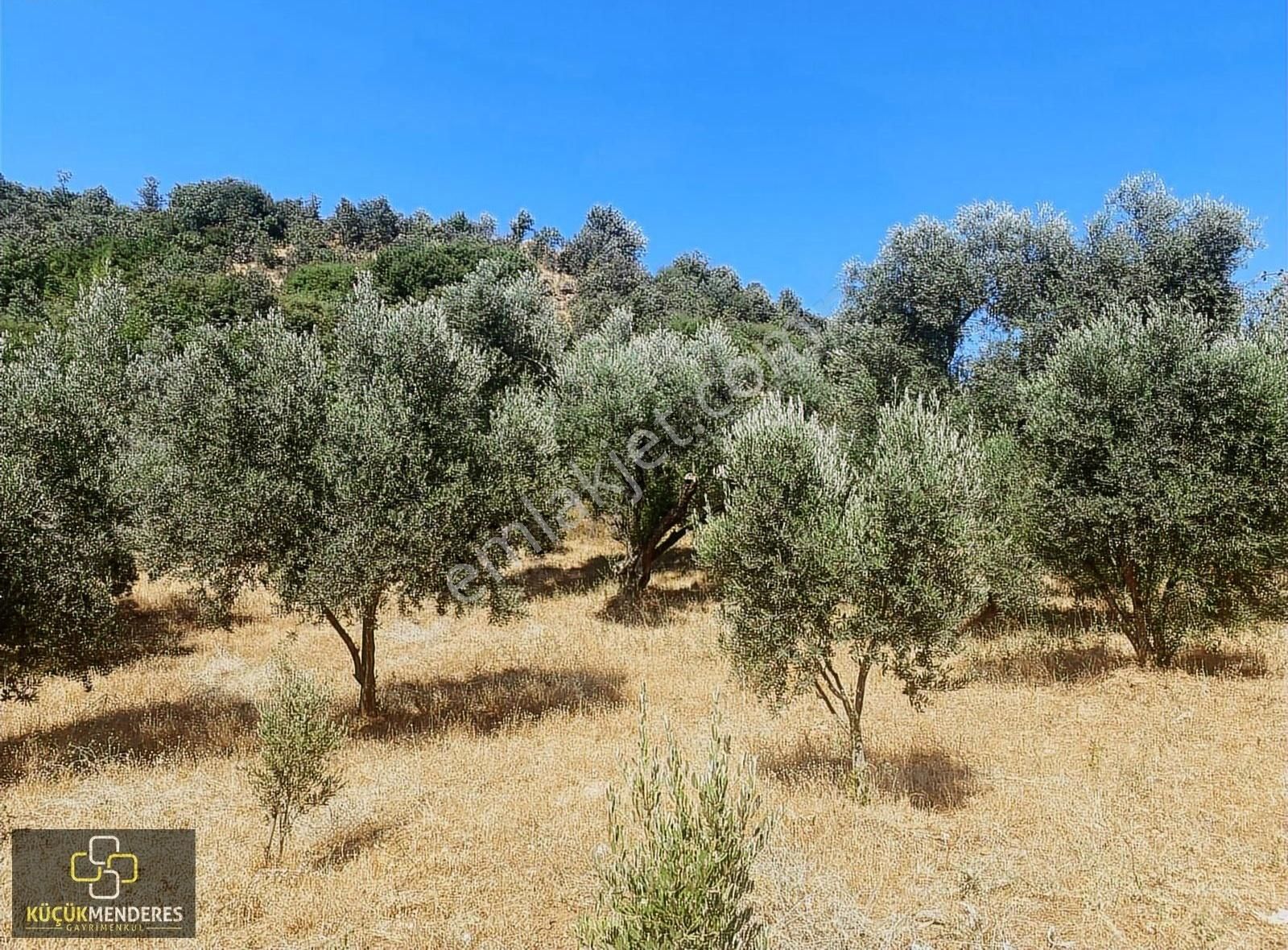 Küçük Menderes'ten Kiraz Çayağzı Mah. Satılık Zeytin Bahçesi - Görsel 8