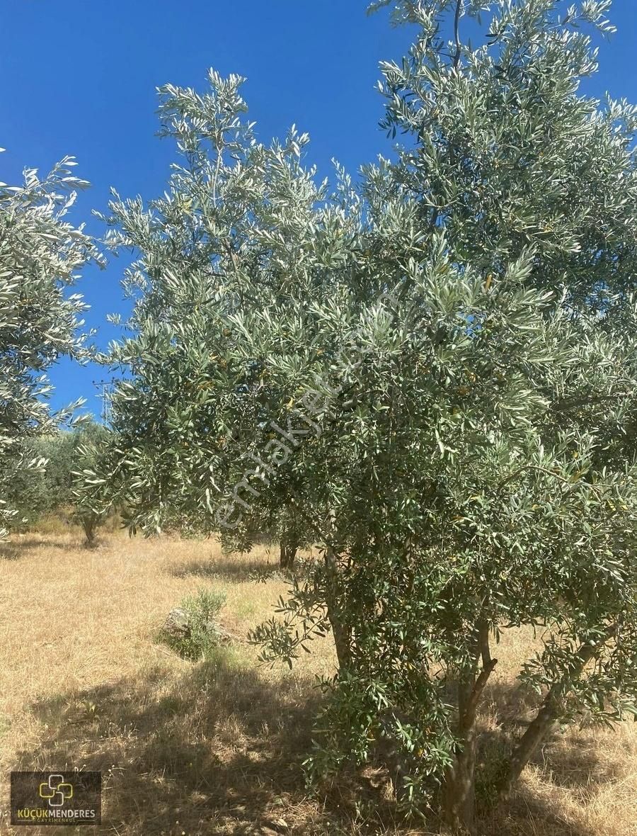 Küçük Menderes'ten Kiraz Çayağzı Mah. Satılık Zeytin Bahçesi - Görsel 18