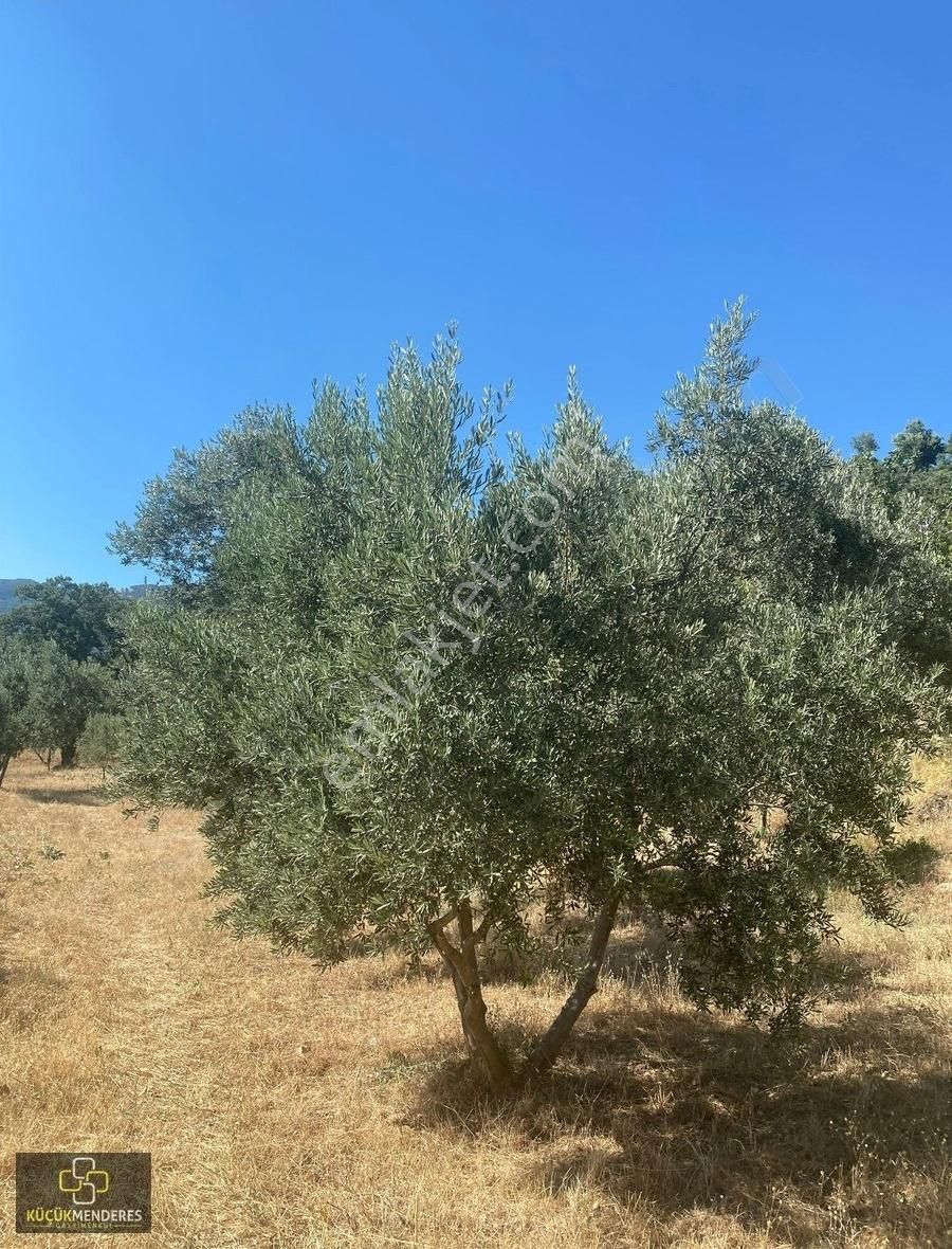Küçük Menderes'ten Kiraz Çayağzı Mah. Satılık Zeytin Bahçesi - Görsel 14