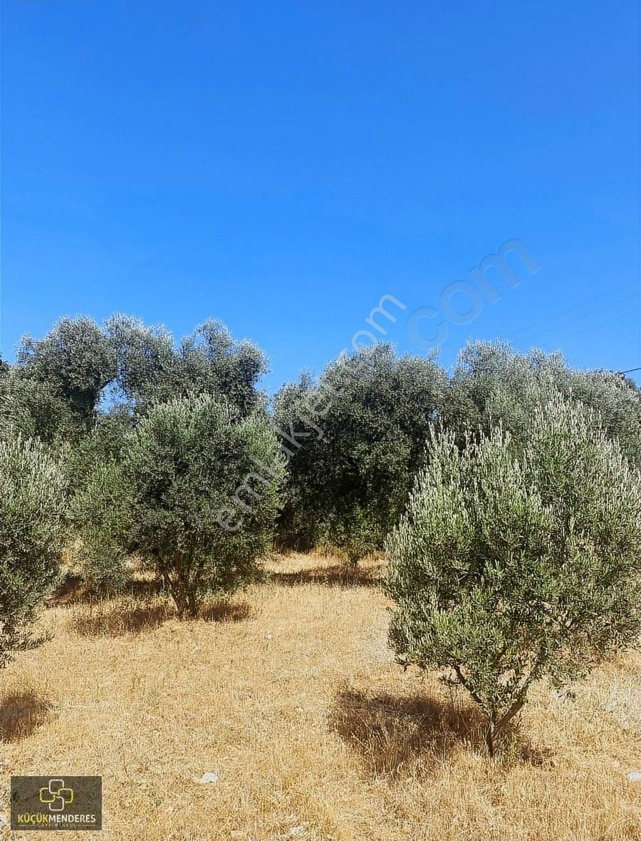 Küçük Menderes'ten Kiraz Çayağzı Mah. Satılık Zeytin Bahçesi - Görsel 15