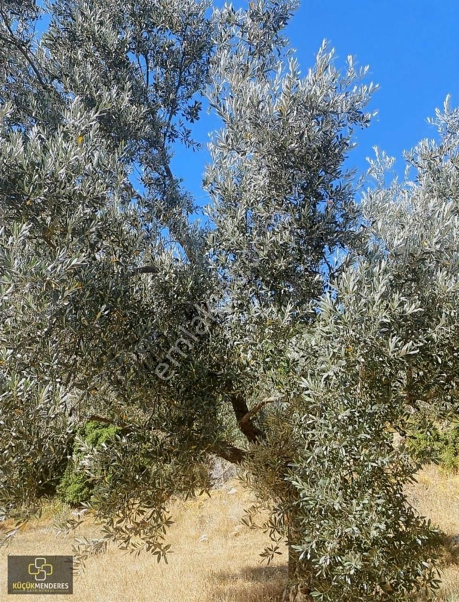 Küçük Menderes'ten Kiraz Çayağzı Mah. Satılık Zeytin Bahçesi - Görsel 17