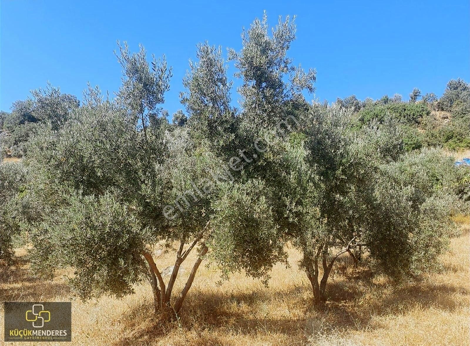 Küçük Menderes'ten Kiraz Çayağzı Mah. Satılık Zeytin Bahçesi - Görsel 16
