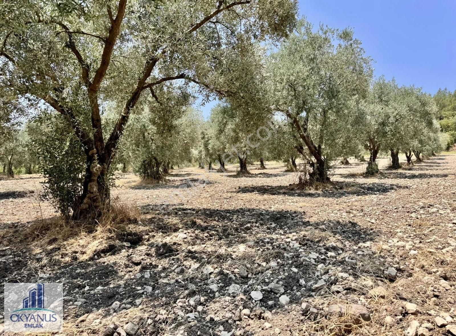 5.000 M2 , Tek Tapu , 100 Ağaç, Yolu Var - Görsel 5
