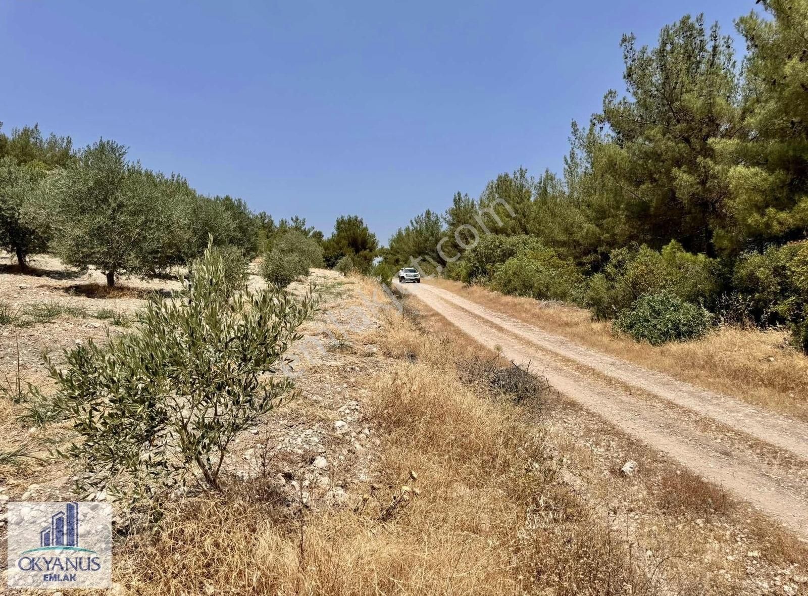 5.000 M2 , Tek Tapu , 100 Ağaç, Yolu Var - Görsel 18