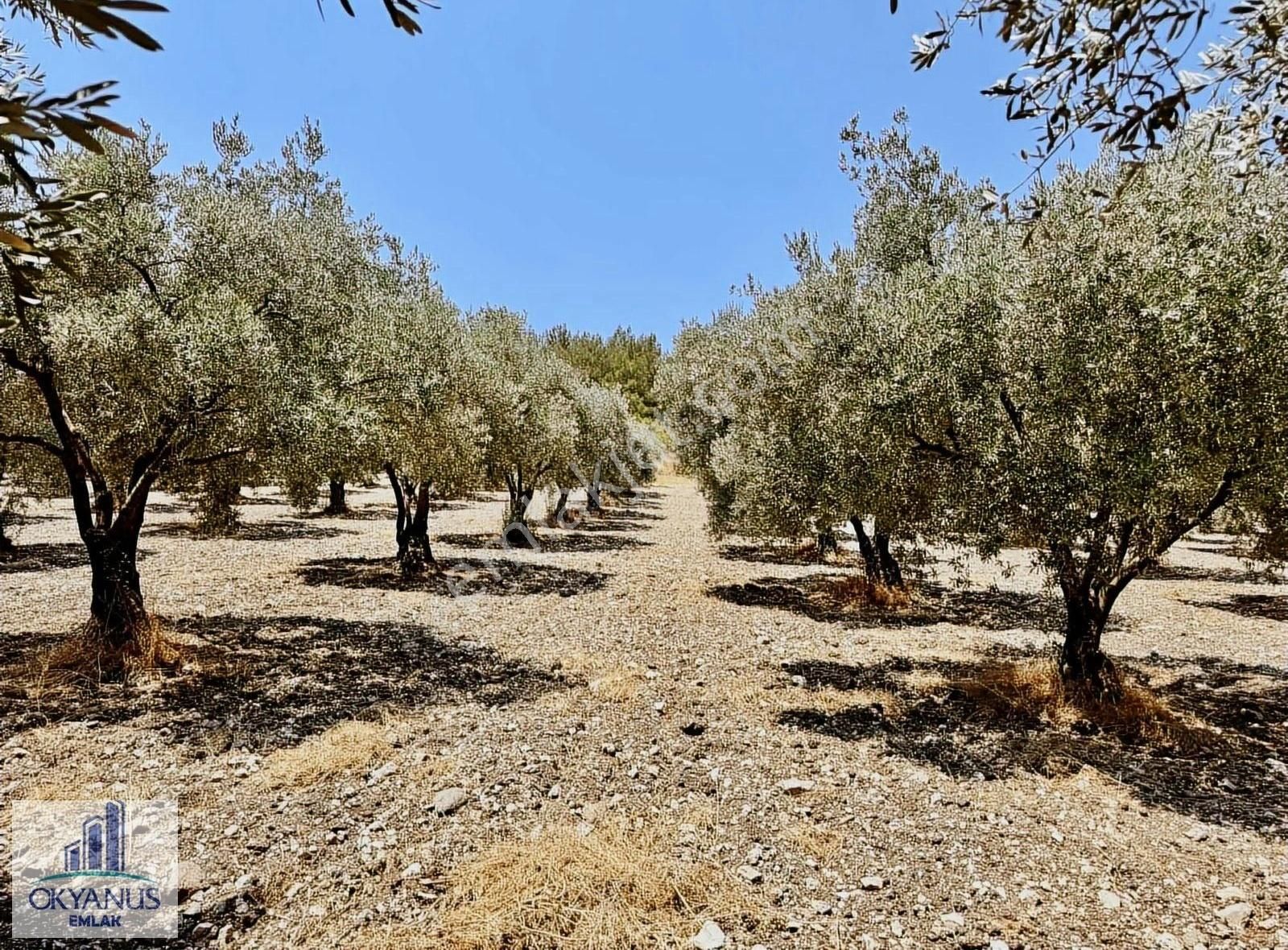 5.000 M2 , Tek Tapu , 100 Ağaç, Yolu Var - Görsel 15