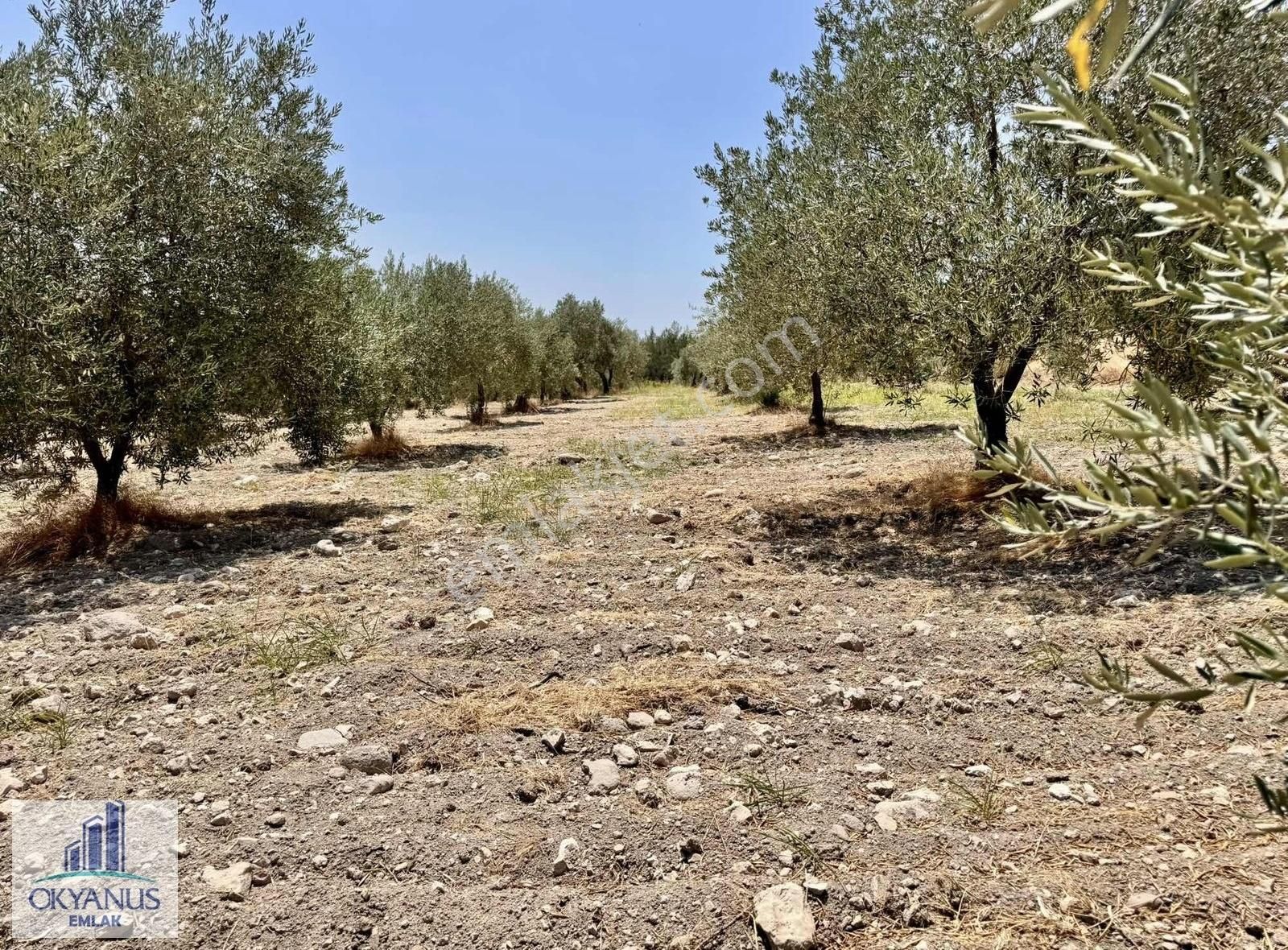 5.000 M2 , Tek Tapu , 100 Ağaç, Yolu Var - Görsel 9