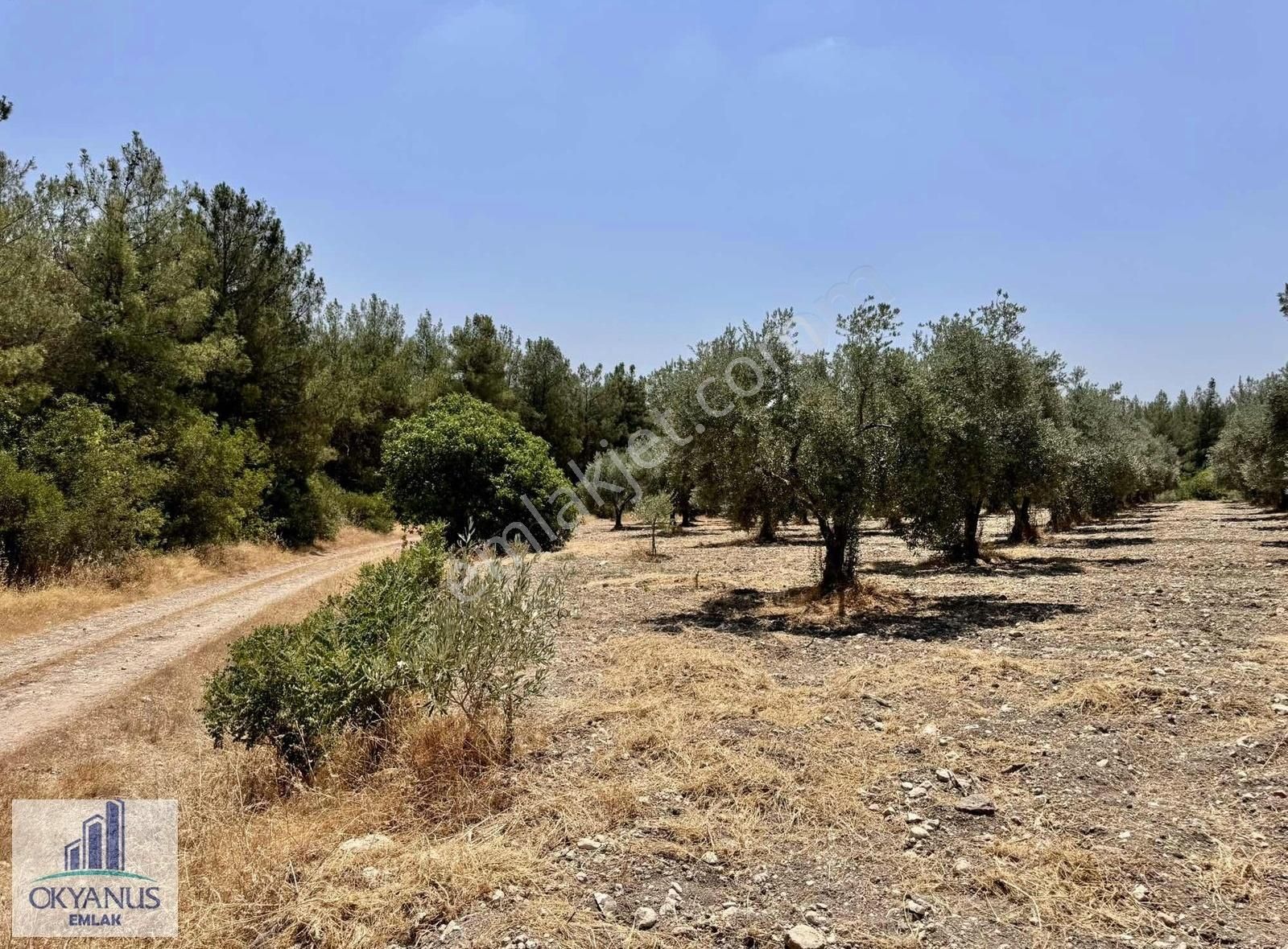 5.000 M2 , Tek Tapu , 100 Ağaç, Yolu Var - Görsel 8