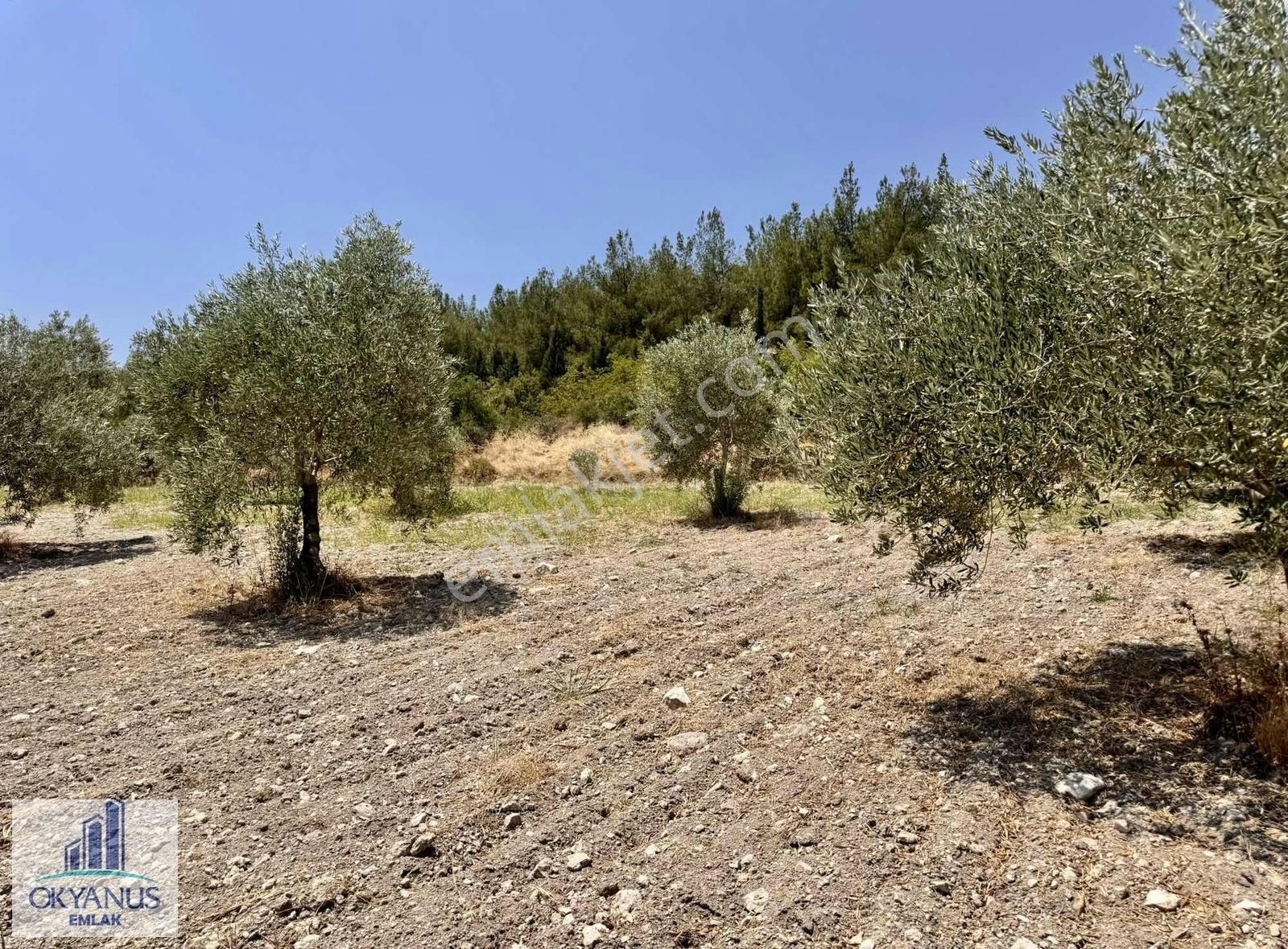 5.000 M2 , Tek Tapu , 100 Ağaç, Yolu Var - Görsel 2