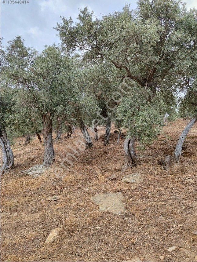 İzmir Bayındır Balcılar 2.1 Dönüm Dere Kenarı Zeytinlik