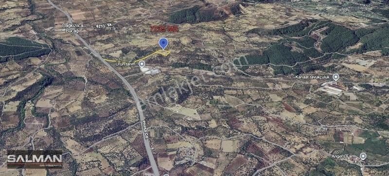 Salman'dan Kemalpaşa Vişneli'de Satılk Yatırmlık Zeytinlik Tarla - Görsel 2