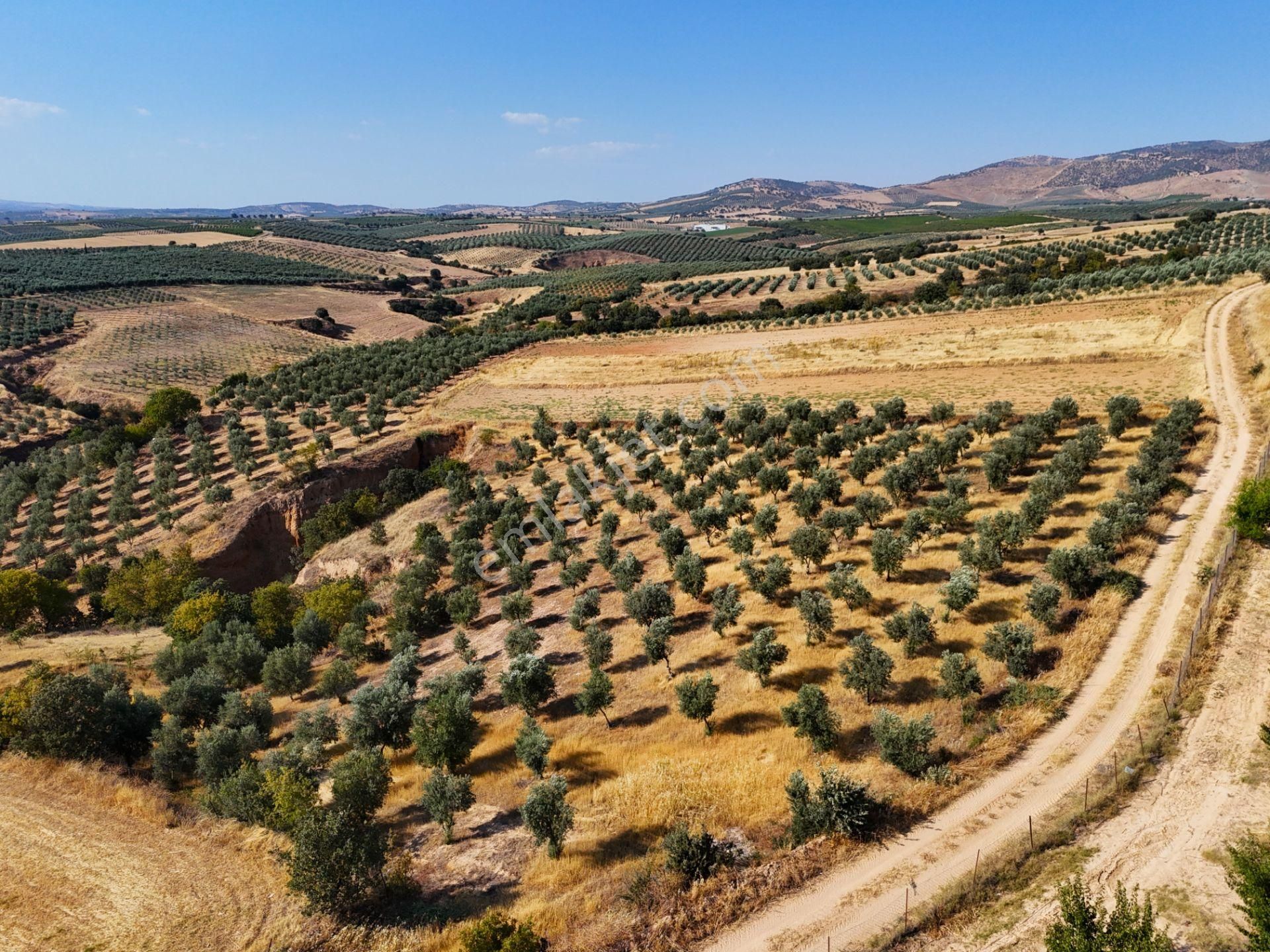 Salihli Akviran'da Satılık 3543 M2 Zeytinlik (video) - Görsel 13