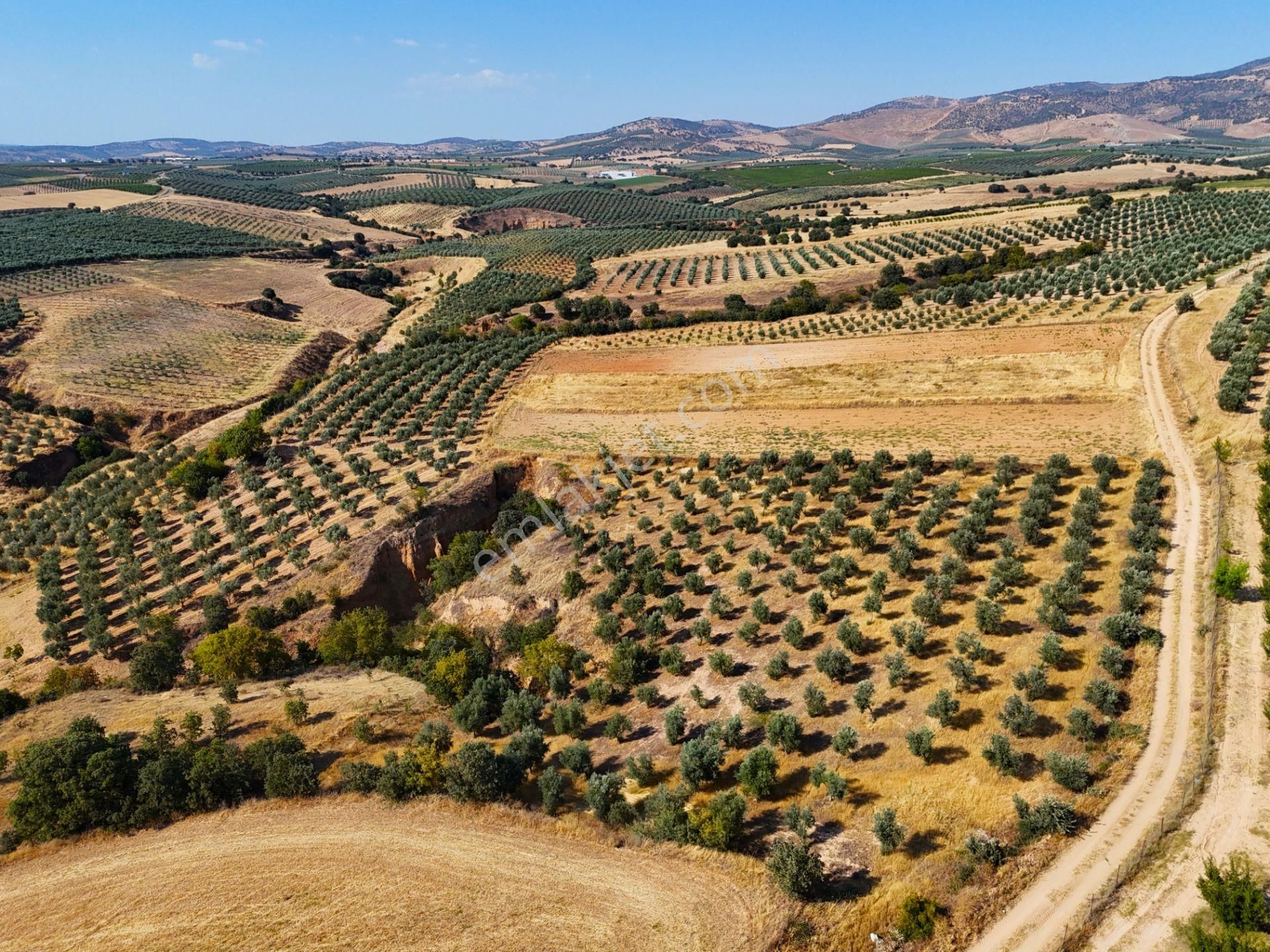Salihli Akviran'da Satılık 3543 M2 Zeytinlik (video) - Görsel 3