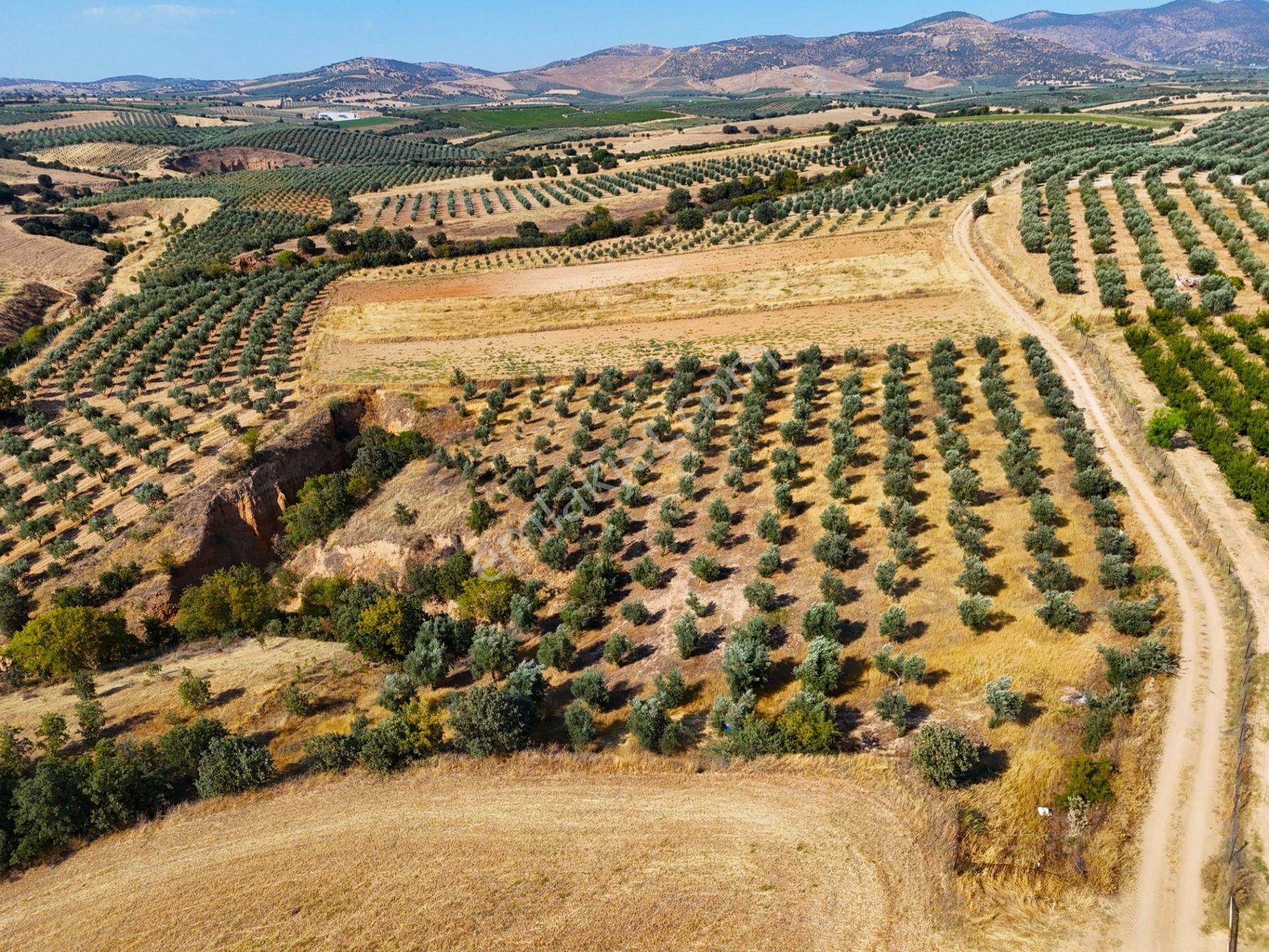 Salihli Akviran'da Satılık 3543 M2 Zeytinlik (video) - Görsel 12