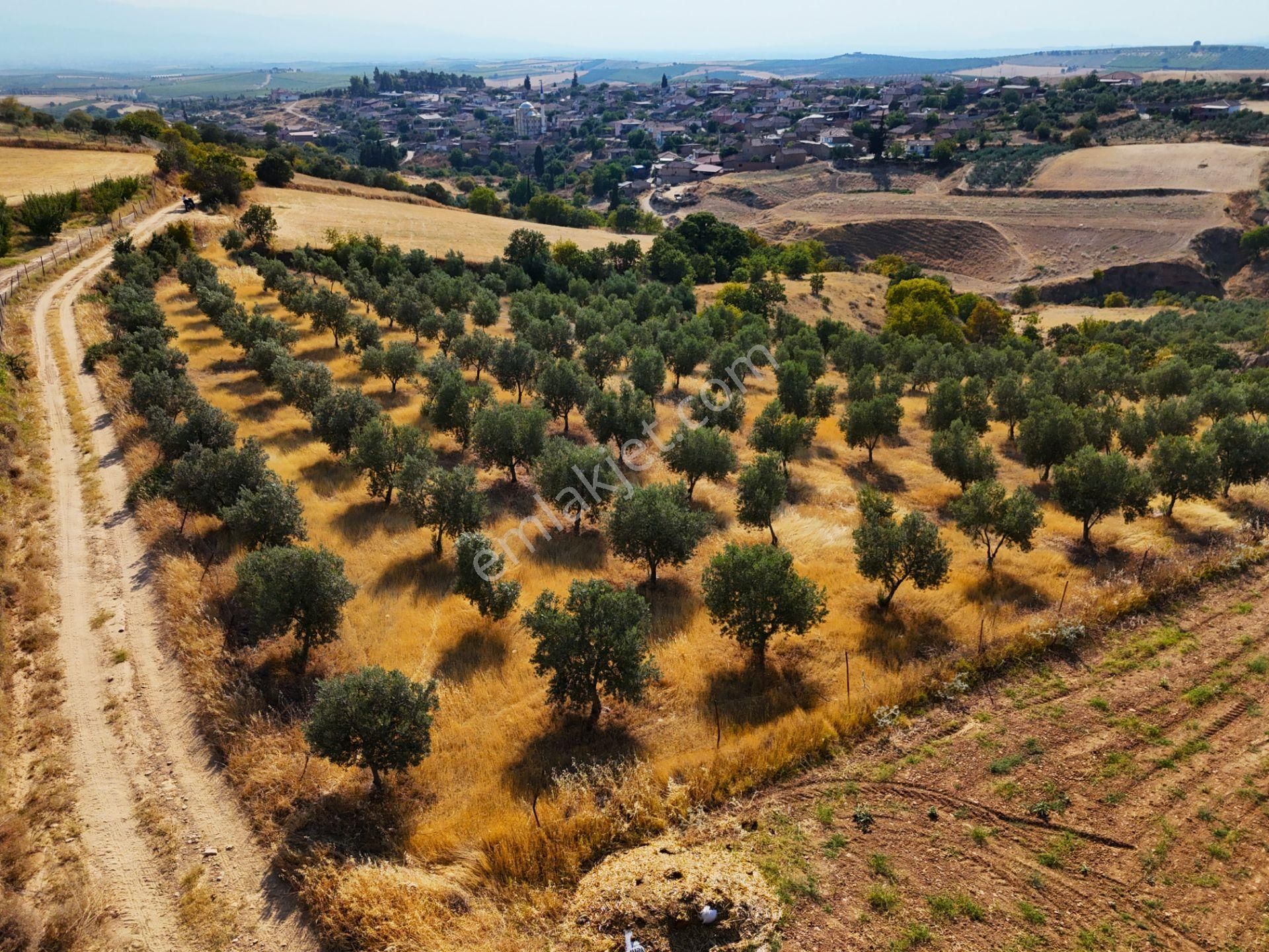 Salihli Akviran'da Satılık 3543 M2 Zeytinlik (video) - Görsel 19