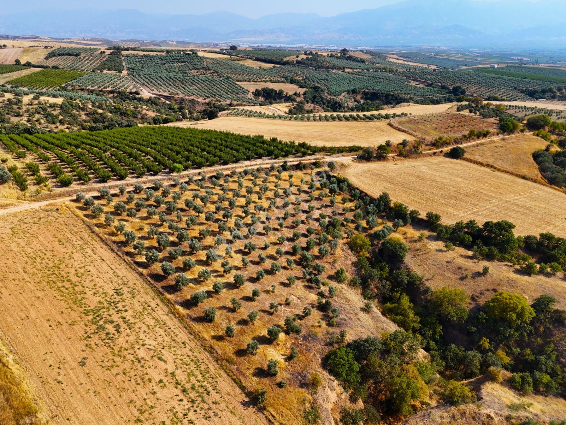 Salihli Akviran'da Satılık 3543 M2 Zeytinlik (video) - Görsel 10