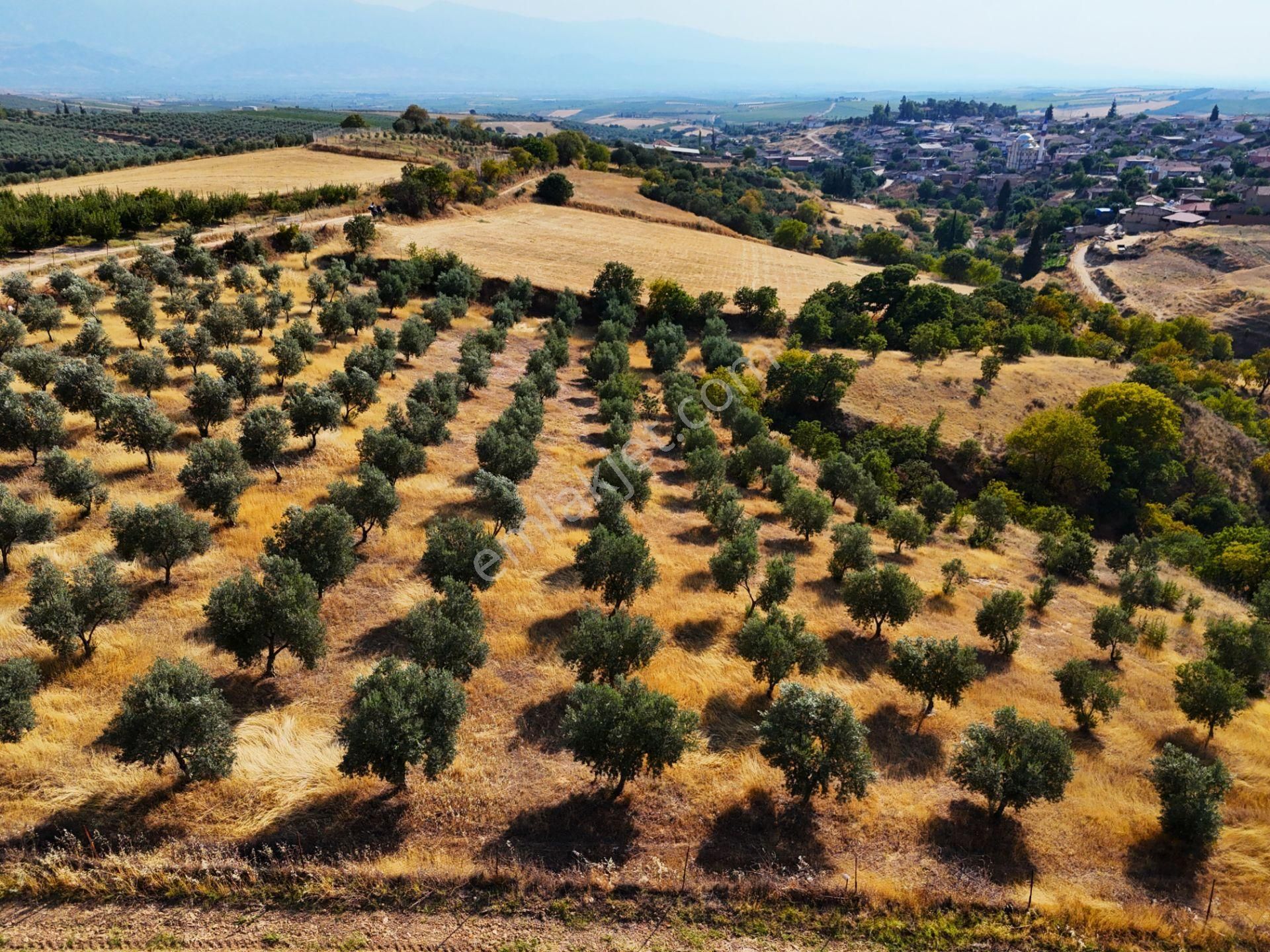 Salihli Akviran'da Satılık 3543 M2 Zeytinlik (video) - Görsel 22