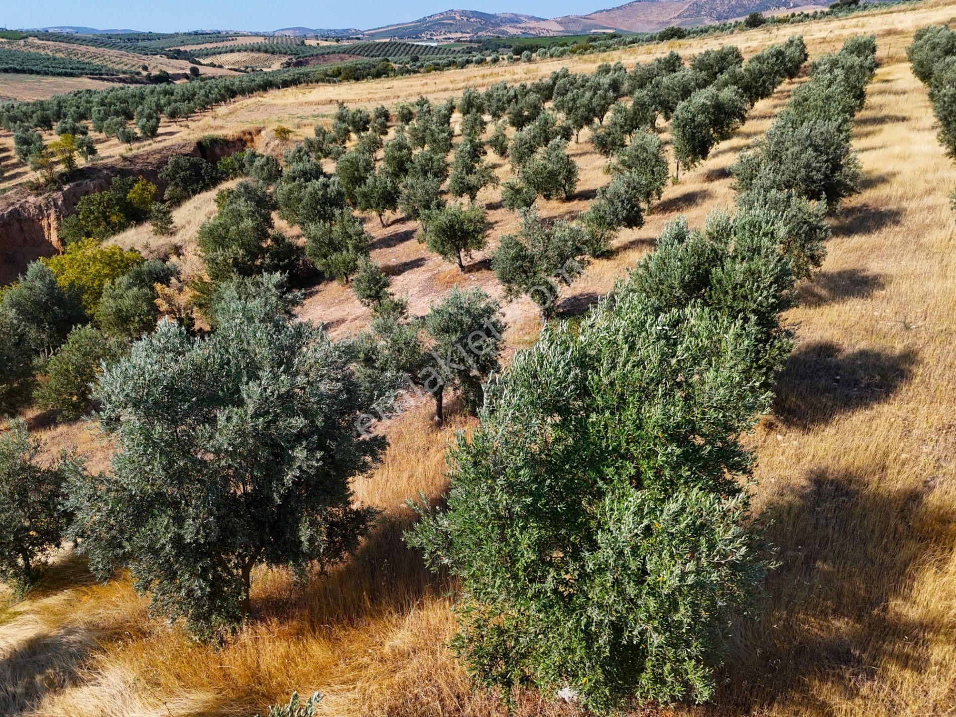 Salihli Akviran'da Satılık 3543 M2 Zeytinlik (video) - Görsel 29