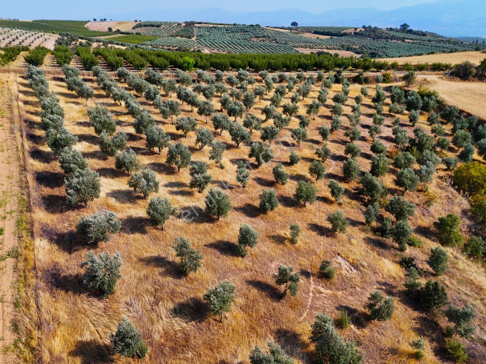 Salihli Akviran'da Satılık 3543 M2 Zeytinlik (video) - Görsel 24