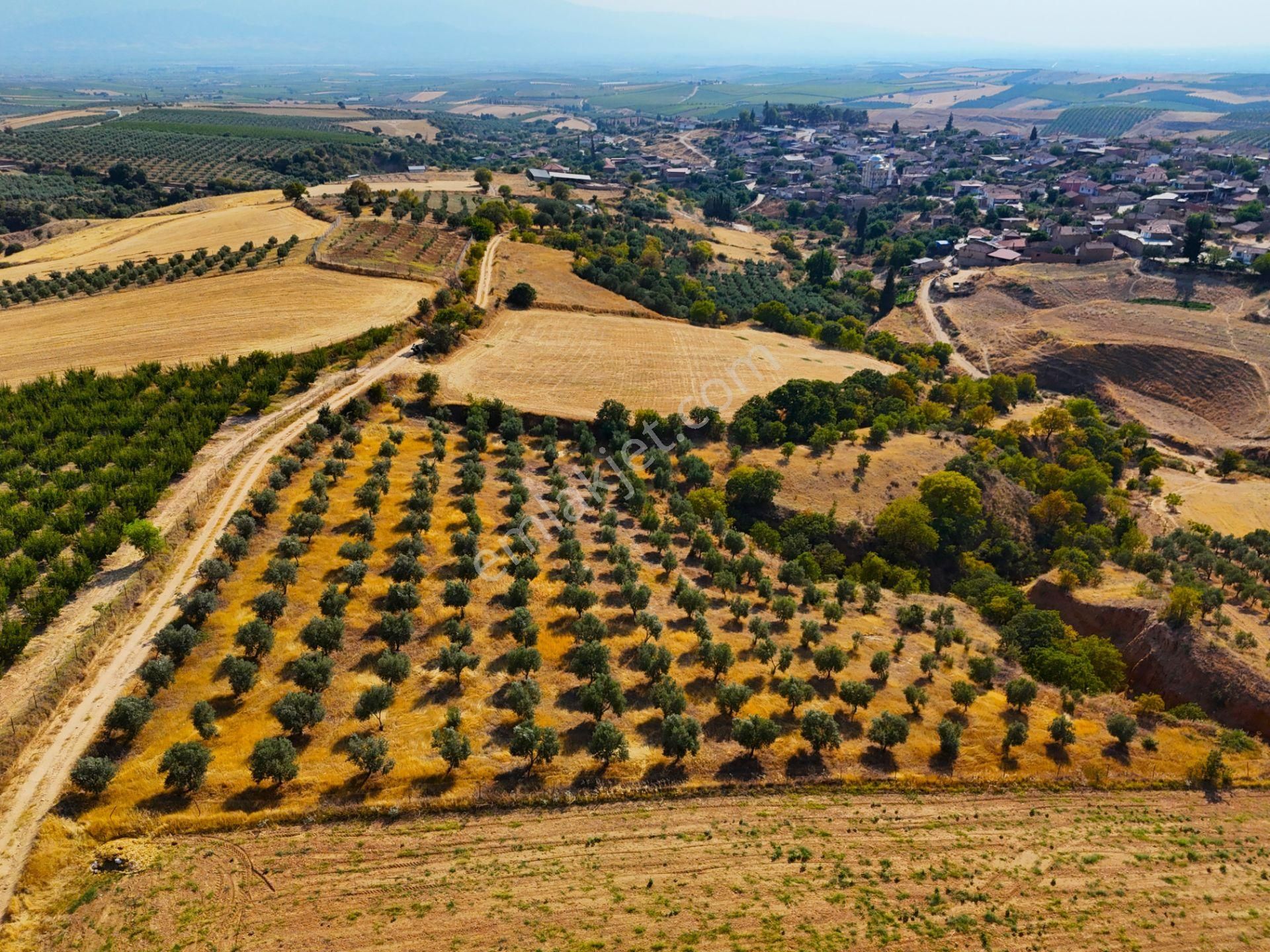 Salihli Akviran'da Satılık 3543 M2 Zeytinlik (video) - Görsel 8