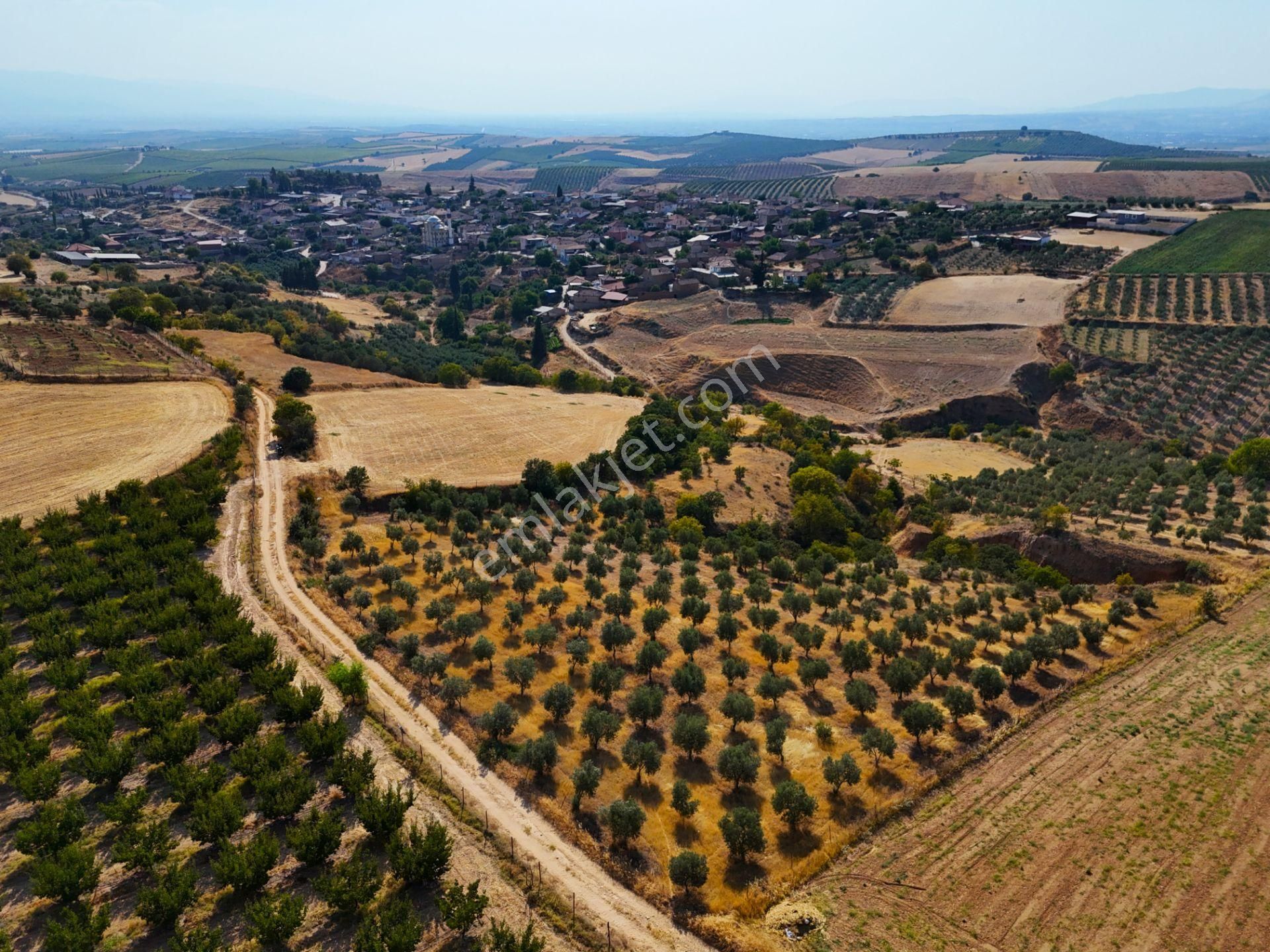 Salihli Akviran'da Satılık 3543 M2 Zeytinlik (video) - Görsel 6