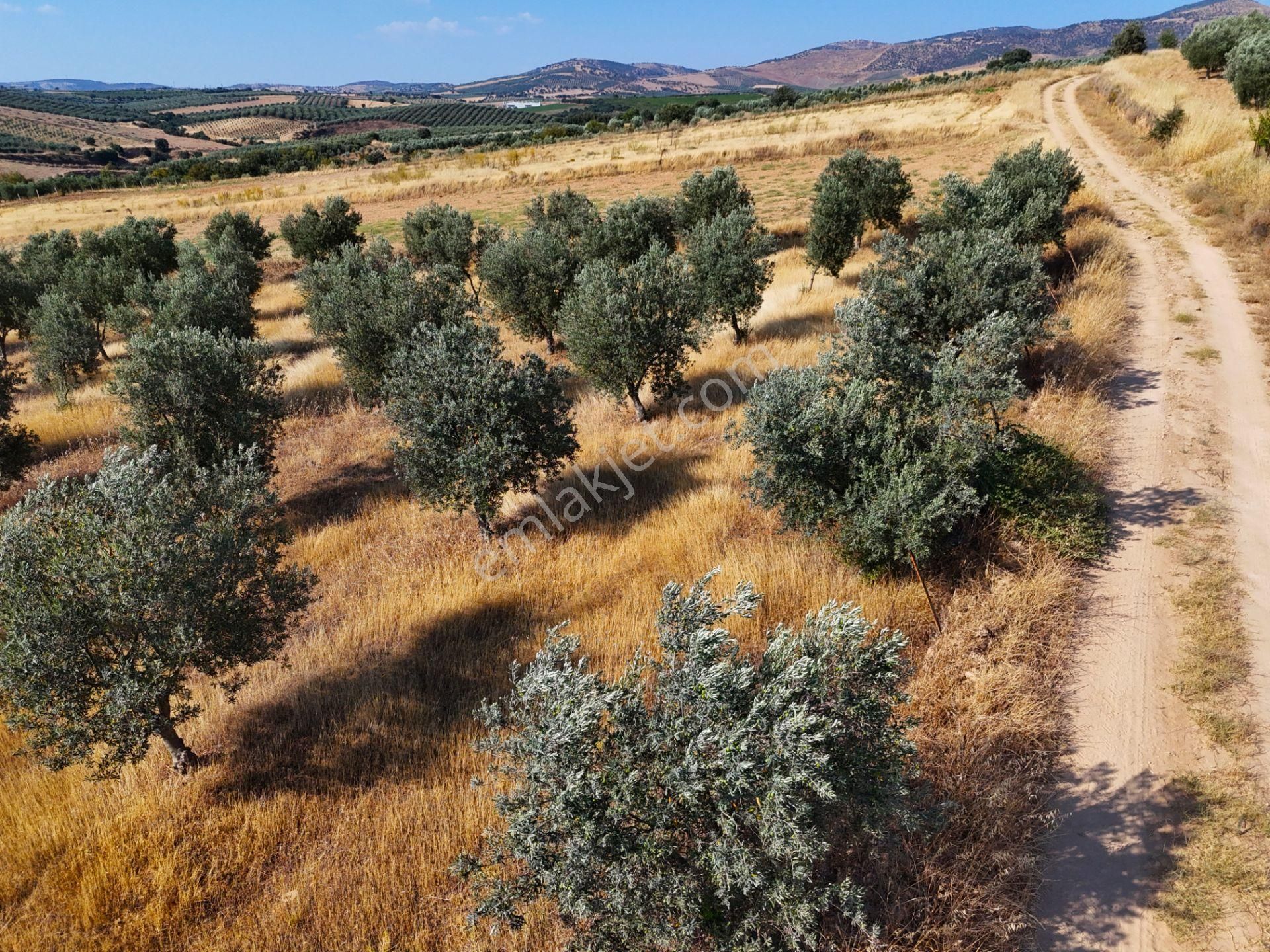 Salihli Akviran'da Satılık 3543 M2 Zeytinlik (video) - Görsel 35
