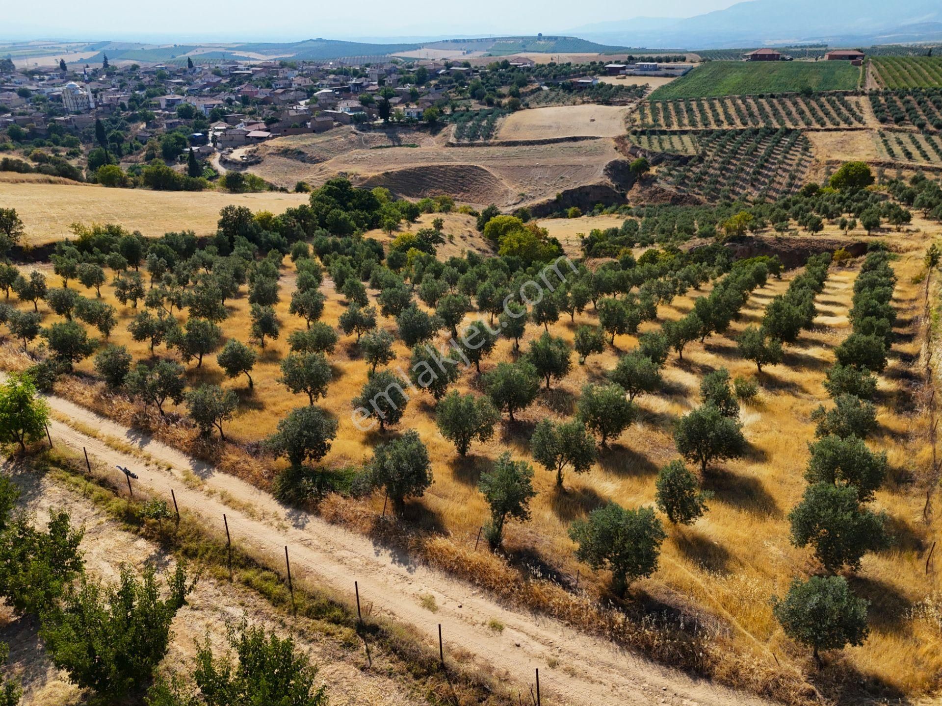 Salihli Akviran'da Satılık 3543 M2 Zeytinlik (video) - Görsel 18