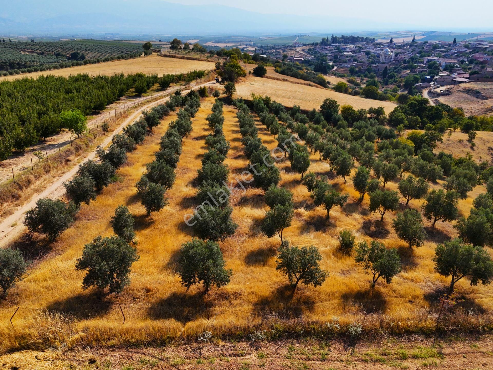 Salihli Akviran'da Satılık 3543 M2 Zeytinlik (video) - Görsel 20