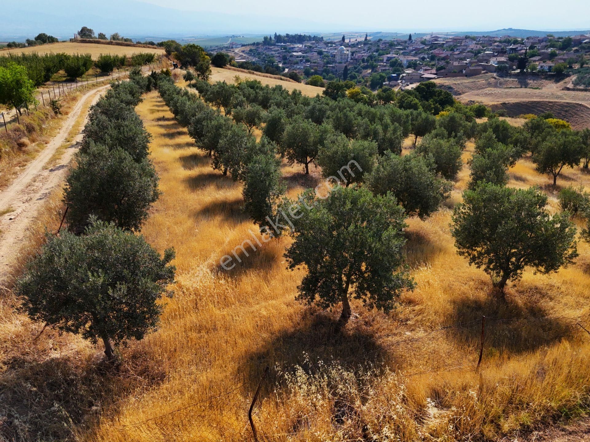 Salihli Akviran'da Satılık 3543 M2 Zeytinlik (video) - Görsel 28