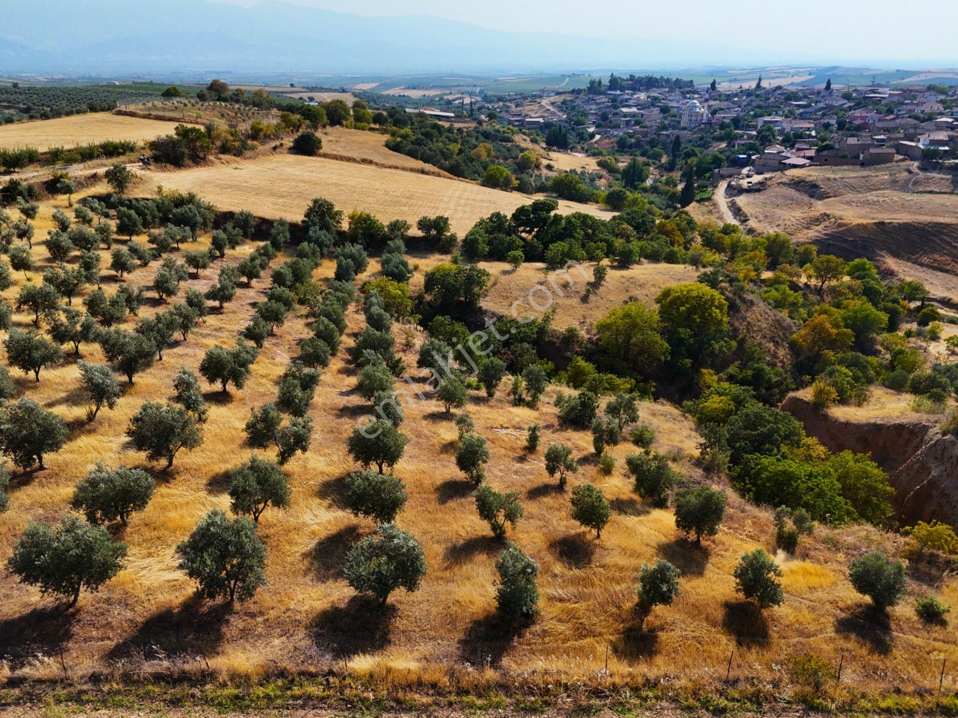 Salihli Akviran'da Satılık 3543 M2 Zeytinlik (video) - Görsel 23