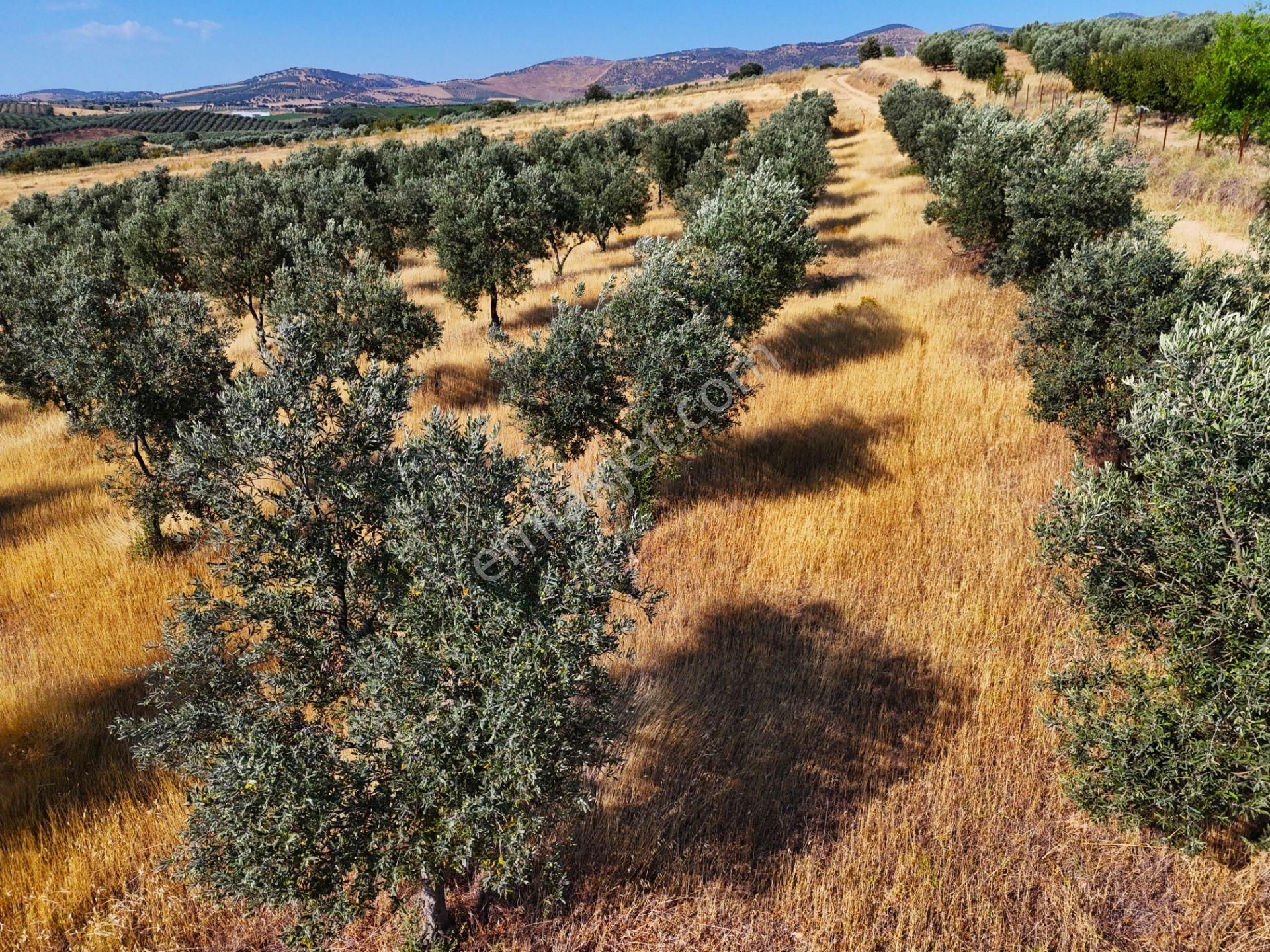 Salihli Akviran'da Satılık 3543 M2 Zeytinlik (video) - Görsel 30