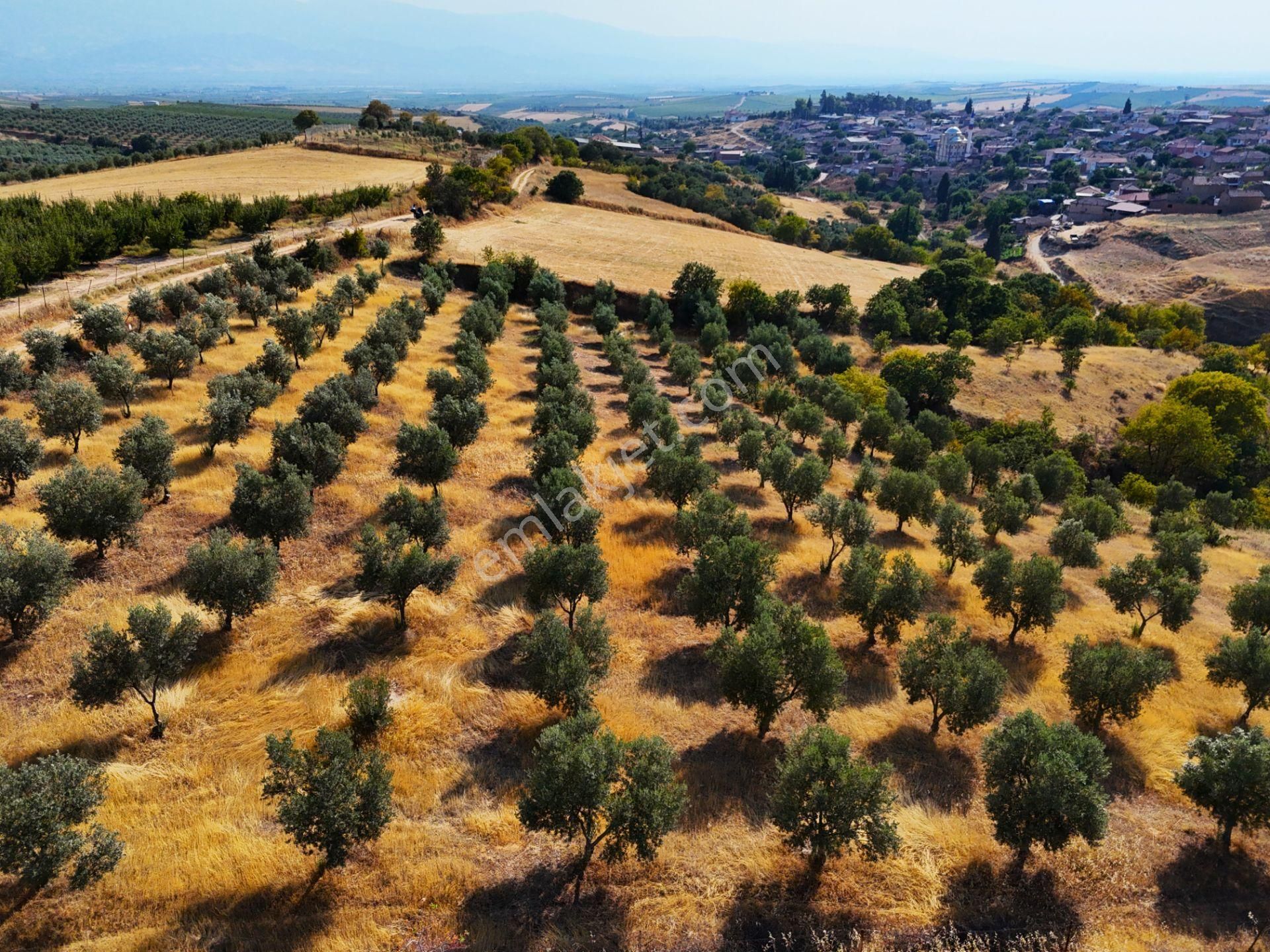 Salihli Akviran'da Satılık 3543 M2 Zeytinlik (video) - Görsel 21