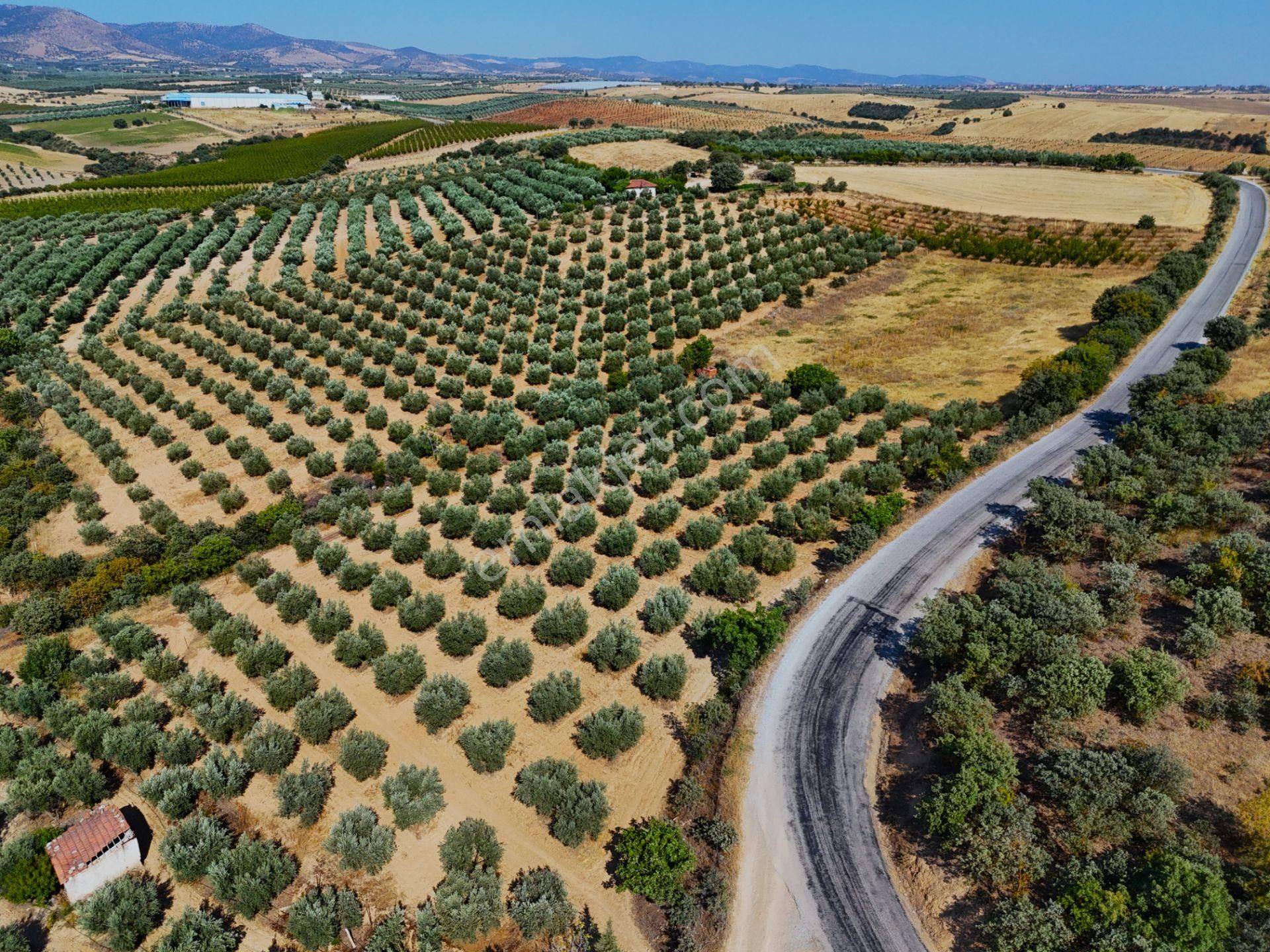 Salihli Akviran'da Satılık 16763 M2 Zeytinlik (video) - Görsel 26