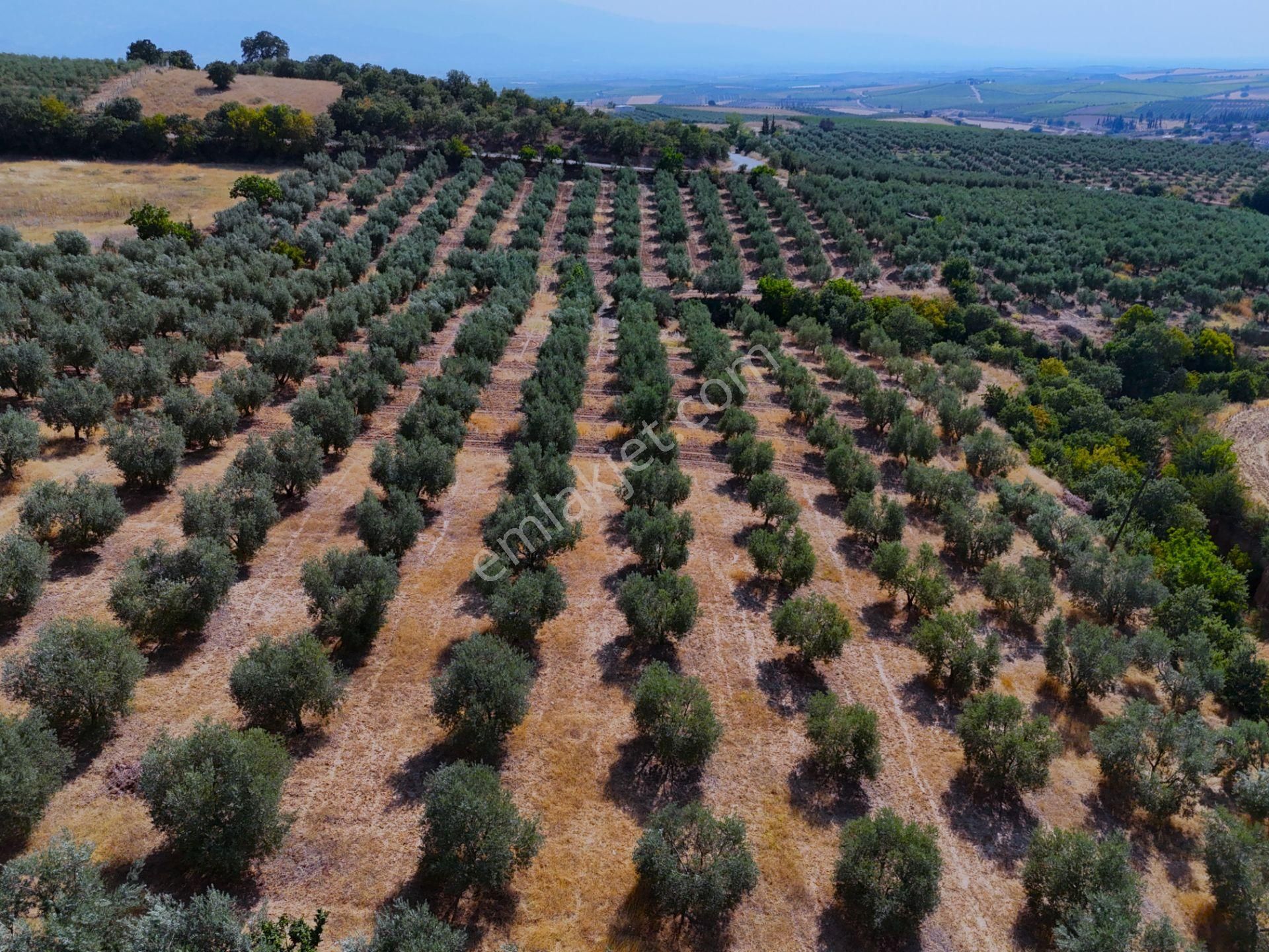 Salihli Akviran'da Satılık 16763 M2 Zeytinlik (video) - Görsel 17