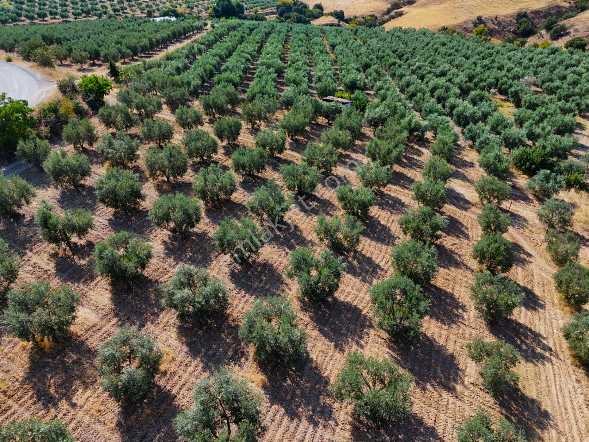 Salihli Akviran'da Satılık 16763 M2 Zeytinlik (video) - Görsel 25