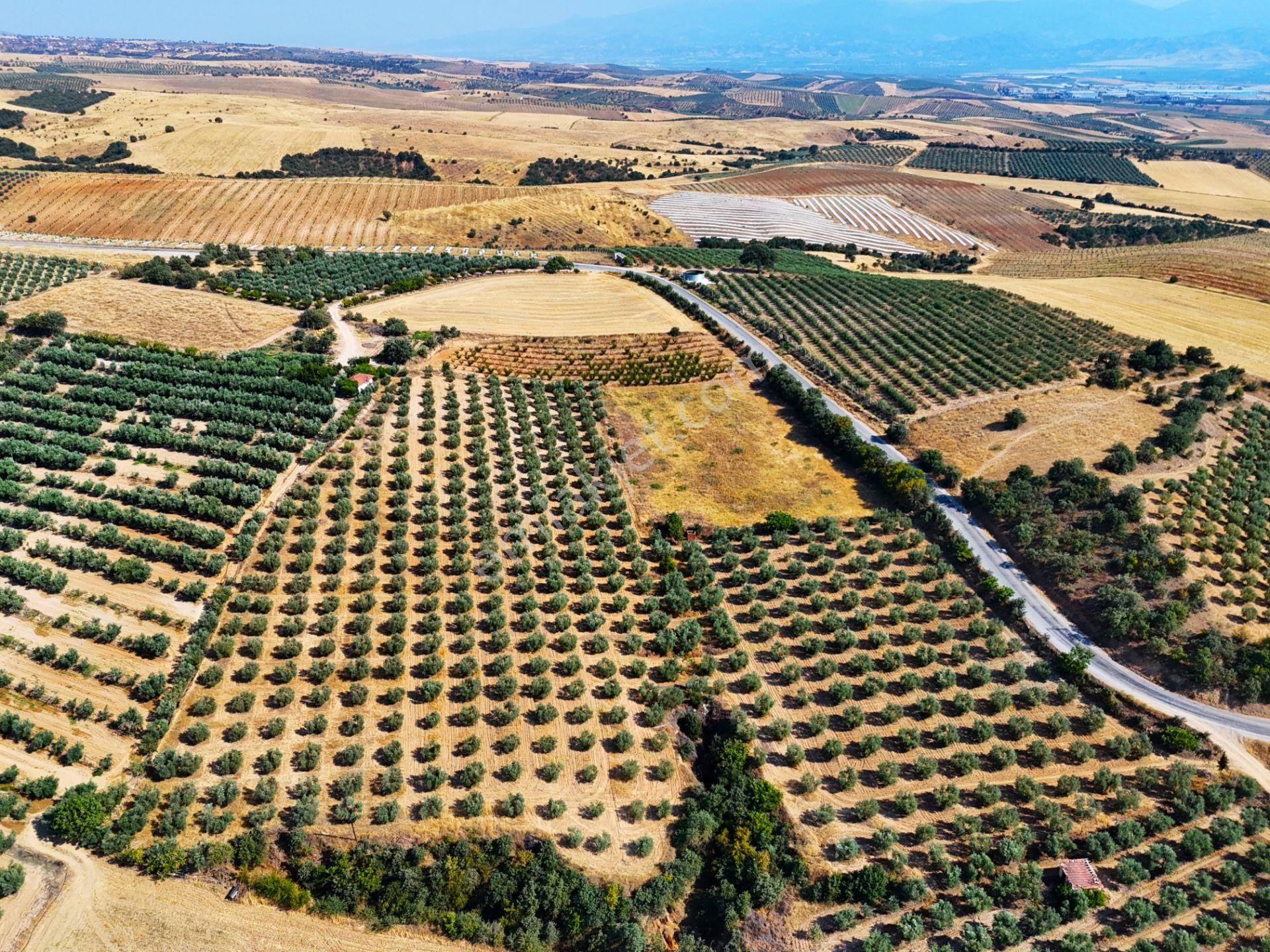Salihli Akviran'da Satılık 16763 M2 Zeytinlik (video) - Görsel 9