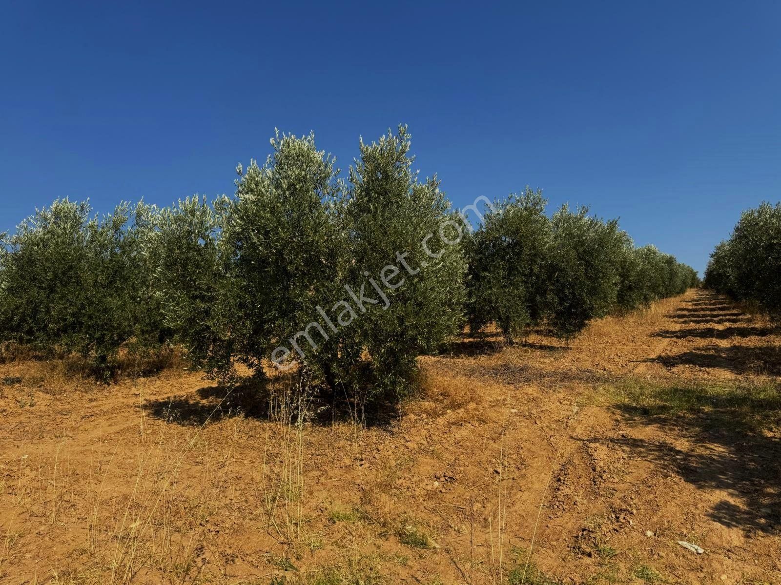Salihli Akviran'da Satılık 16763 M2 Zeytinlik (video) - Görsel 29