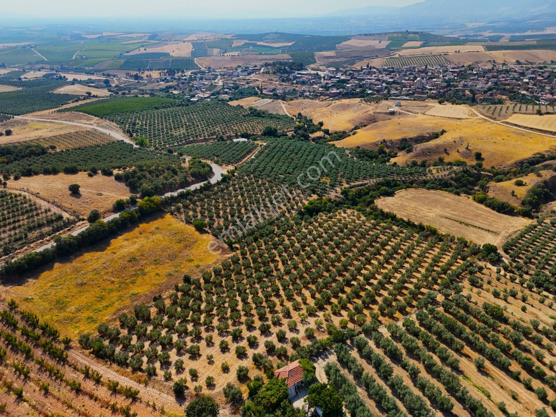 Salihli Akviran'da Satılık 16763 M2 Zeytinlik (video) - Görsel 3