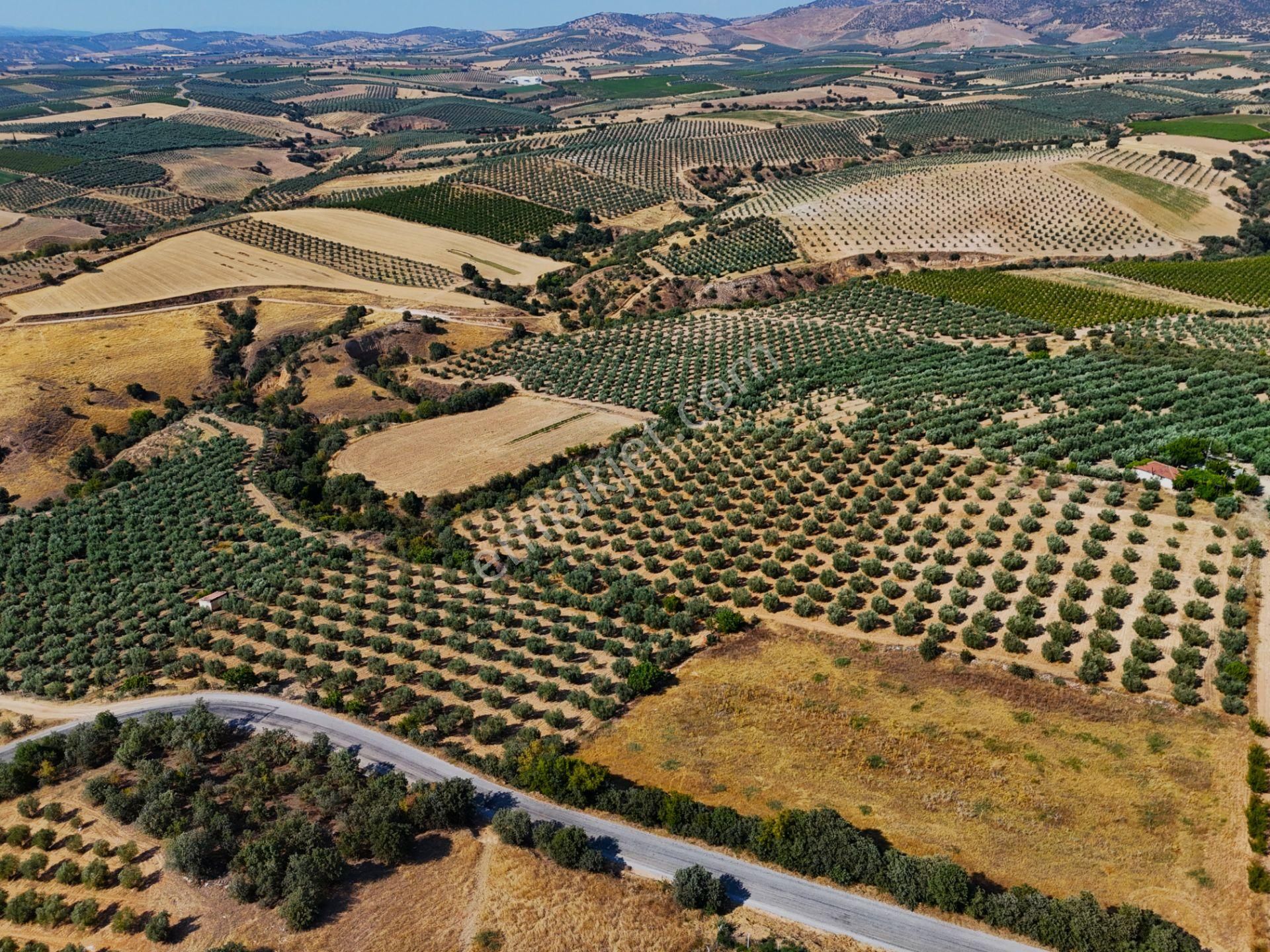 Salihli Akviran'da Satılık 16763 M2 Zeytinlik (video) - Görsel 14