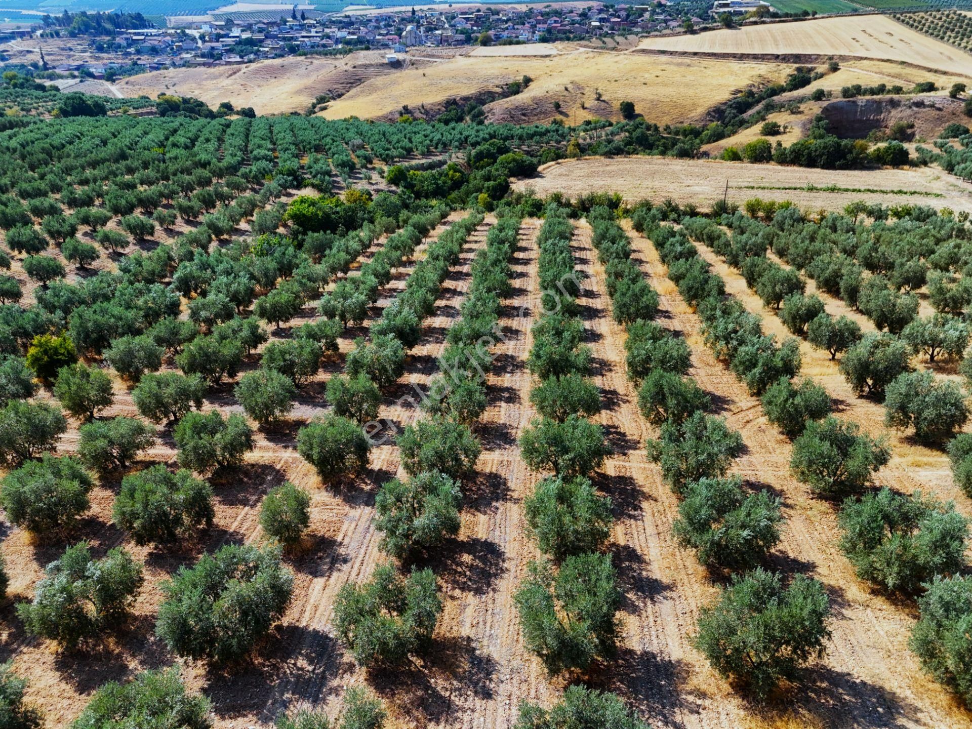 Salihli Akviran'da Satılık 16763 M2 Zeytinlik (video) - Görsel 22