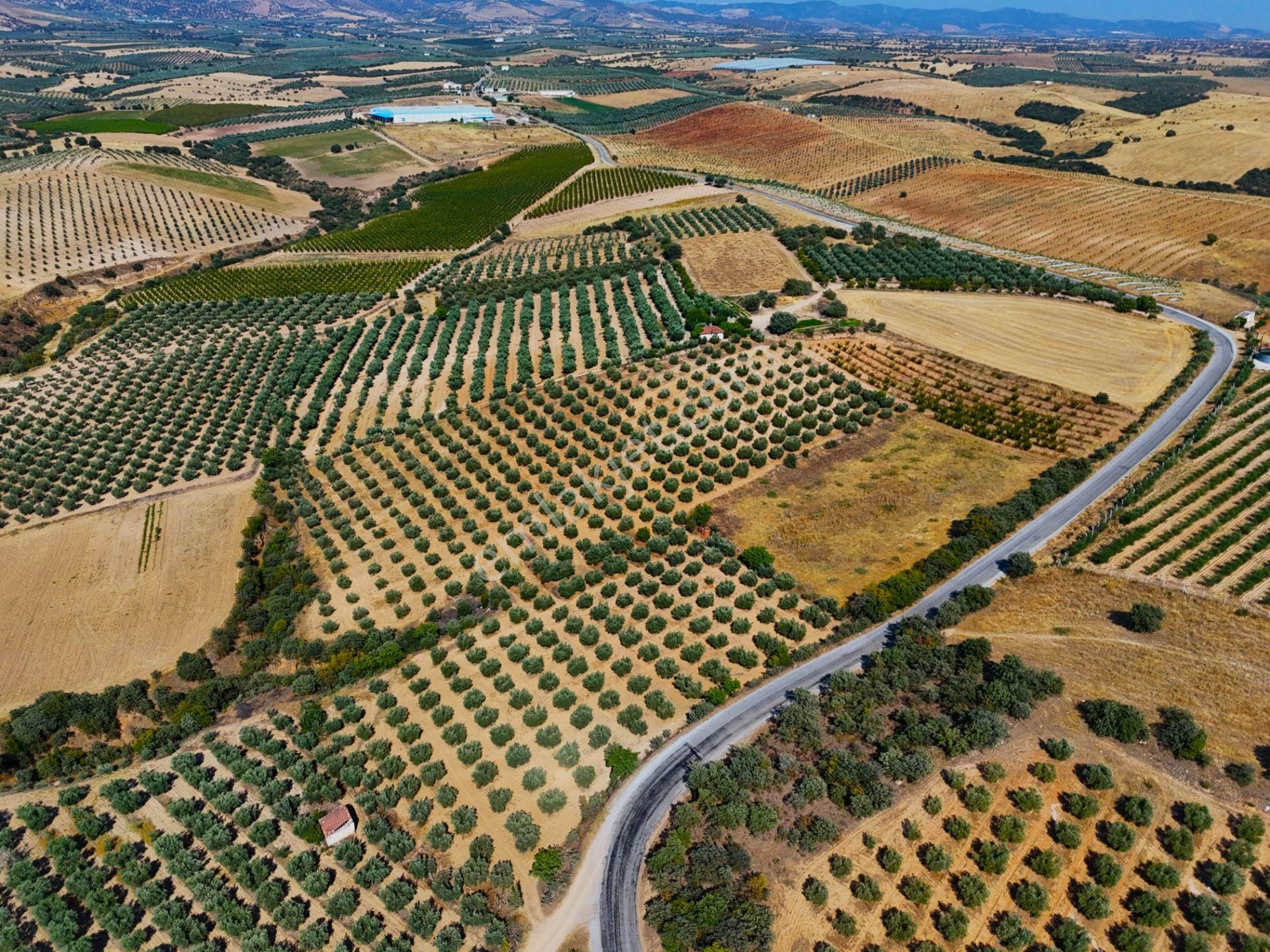 Salihli Akviran'da Satılık 16763 M2 Zeytinlik (video) - Görsel 12