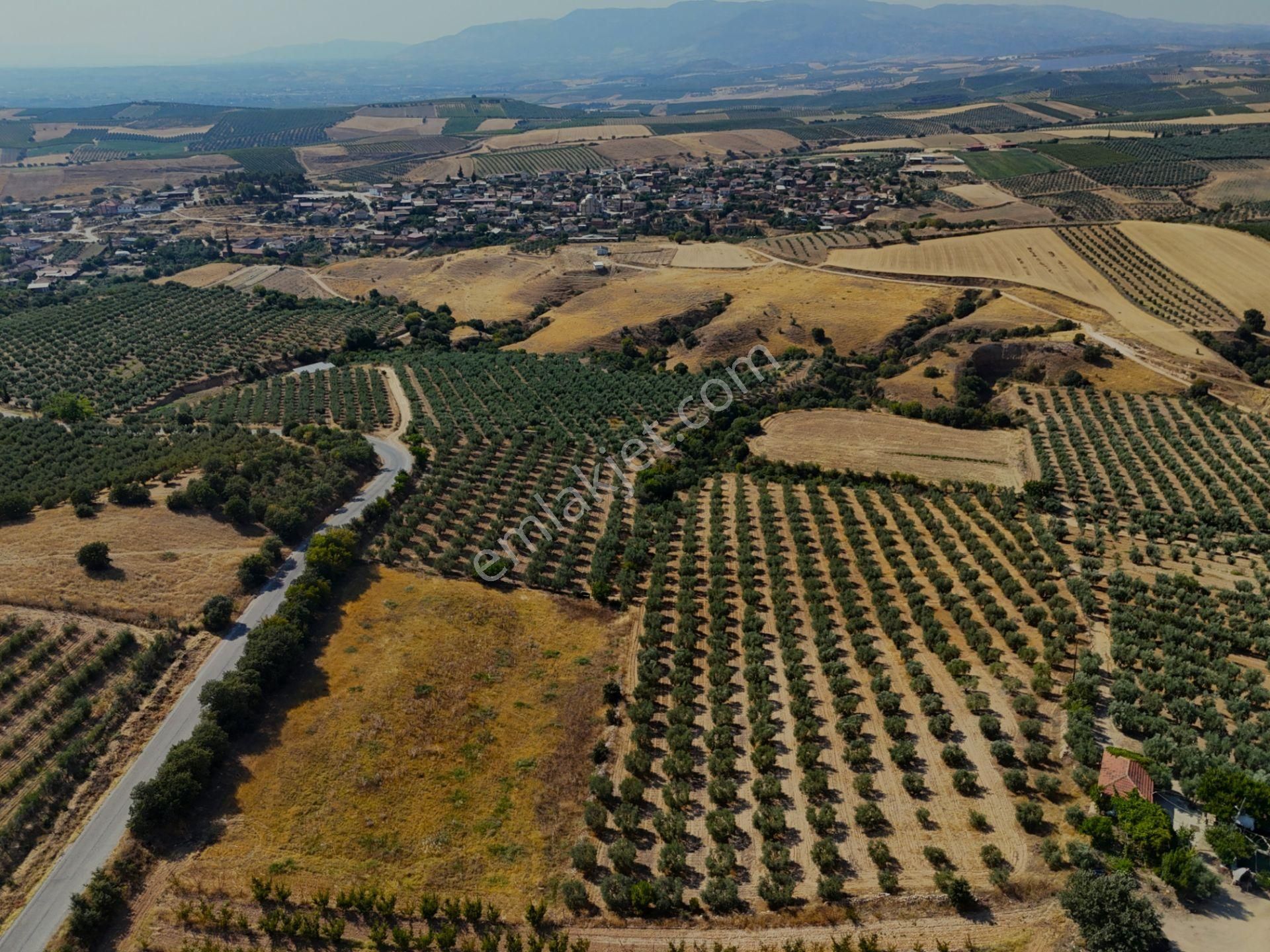 Salihli Akviran'da Satılık 16763 M2 Zeytinlik (video) - Görsel 2