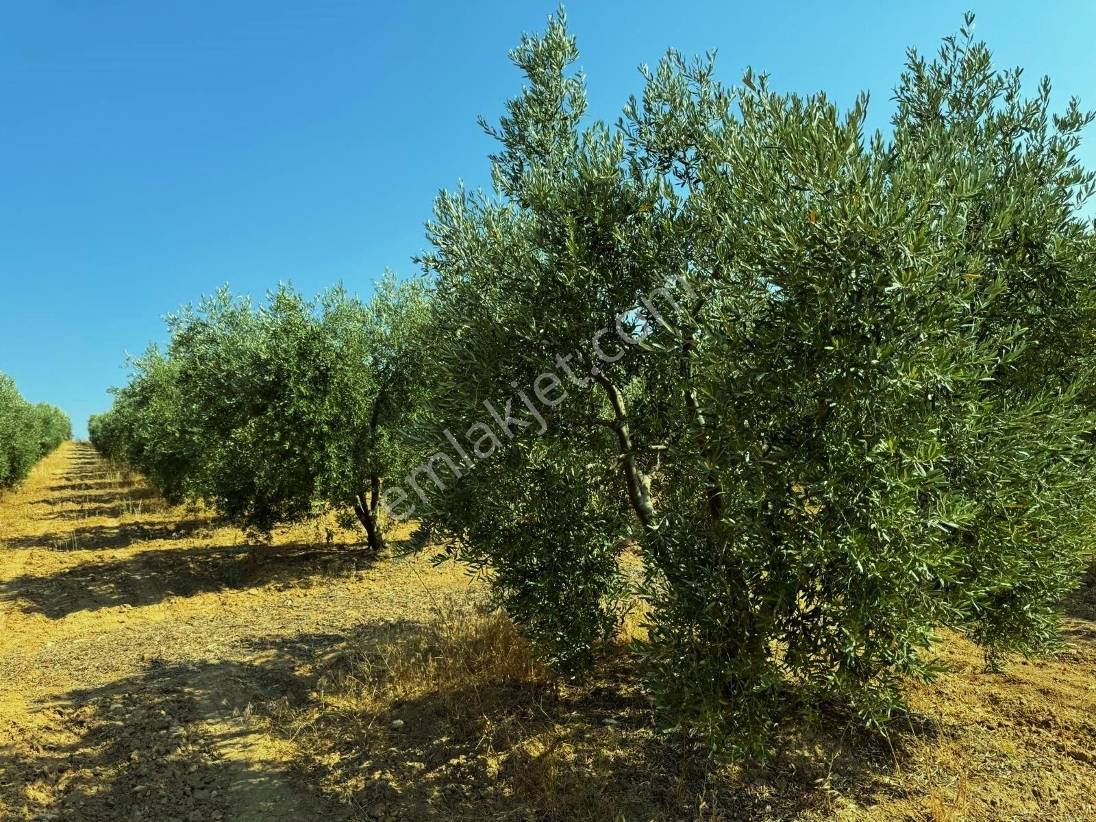 Salihli Akviran'da Satılık 16763 M2 Zeytinlik (video) - Görsel 27