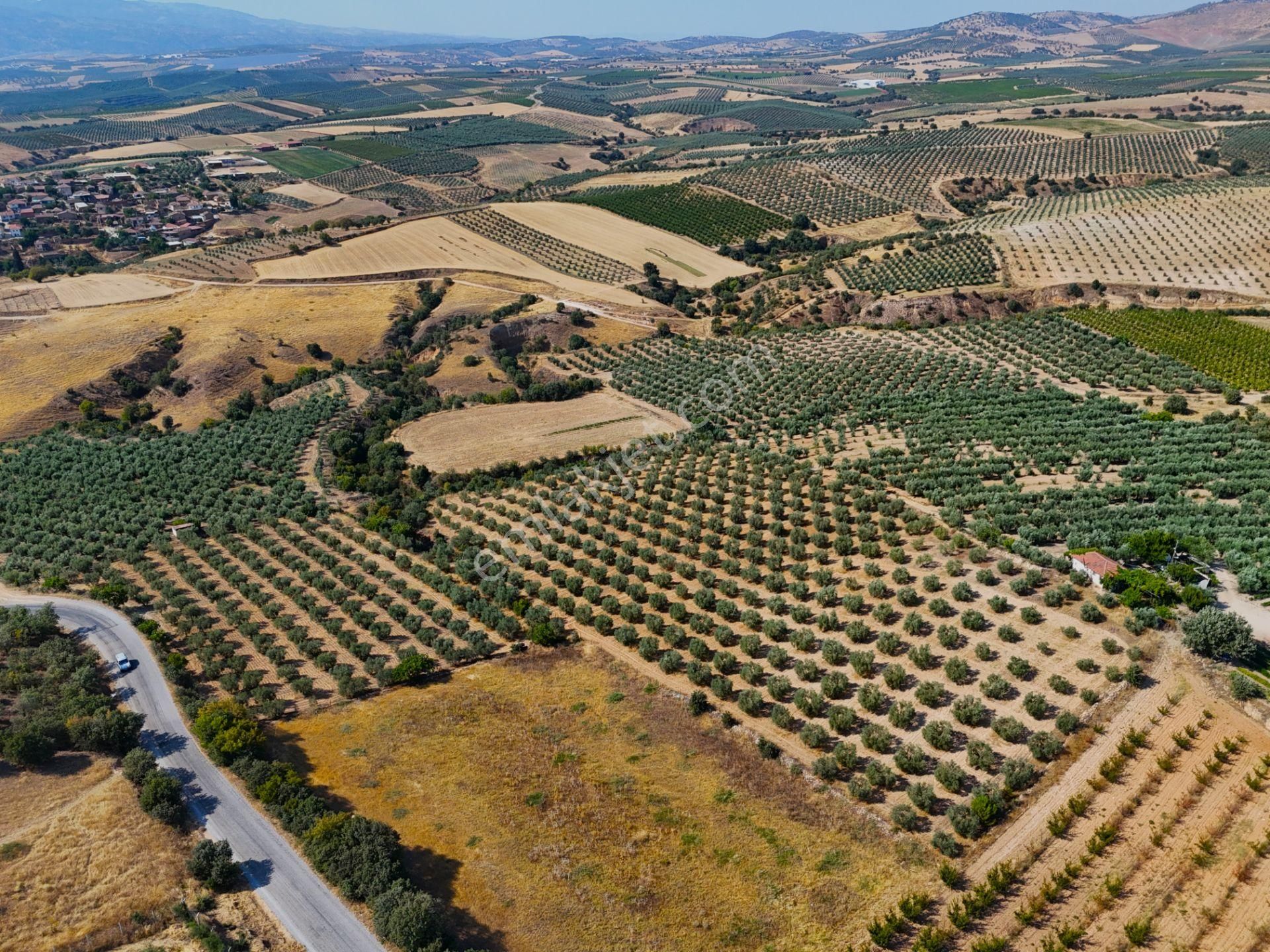 Salihli Akviran'da Satılık 16763 M2 Zeytinlik (video) - Görsel 16